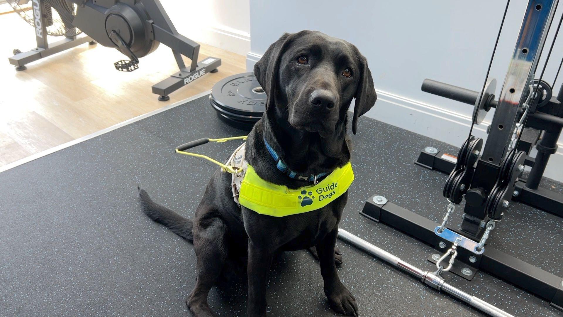 A black labrador wearing a high visibility harness which says Guide Gogs on it. She is sitting next to gym equipment.