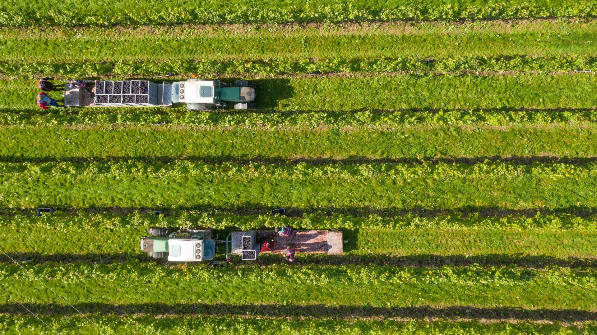 Tractors drive between rows of vines. They are havresting grapes. 