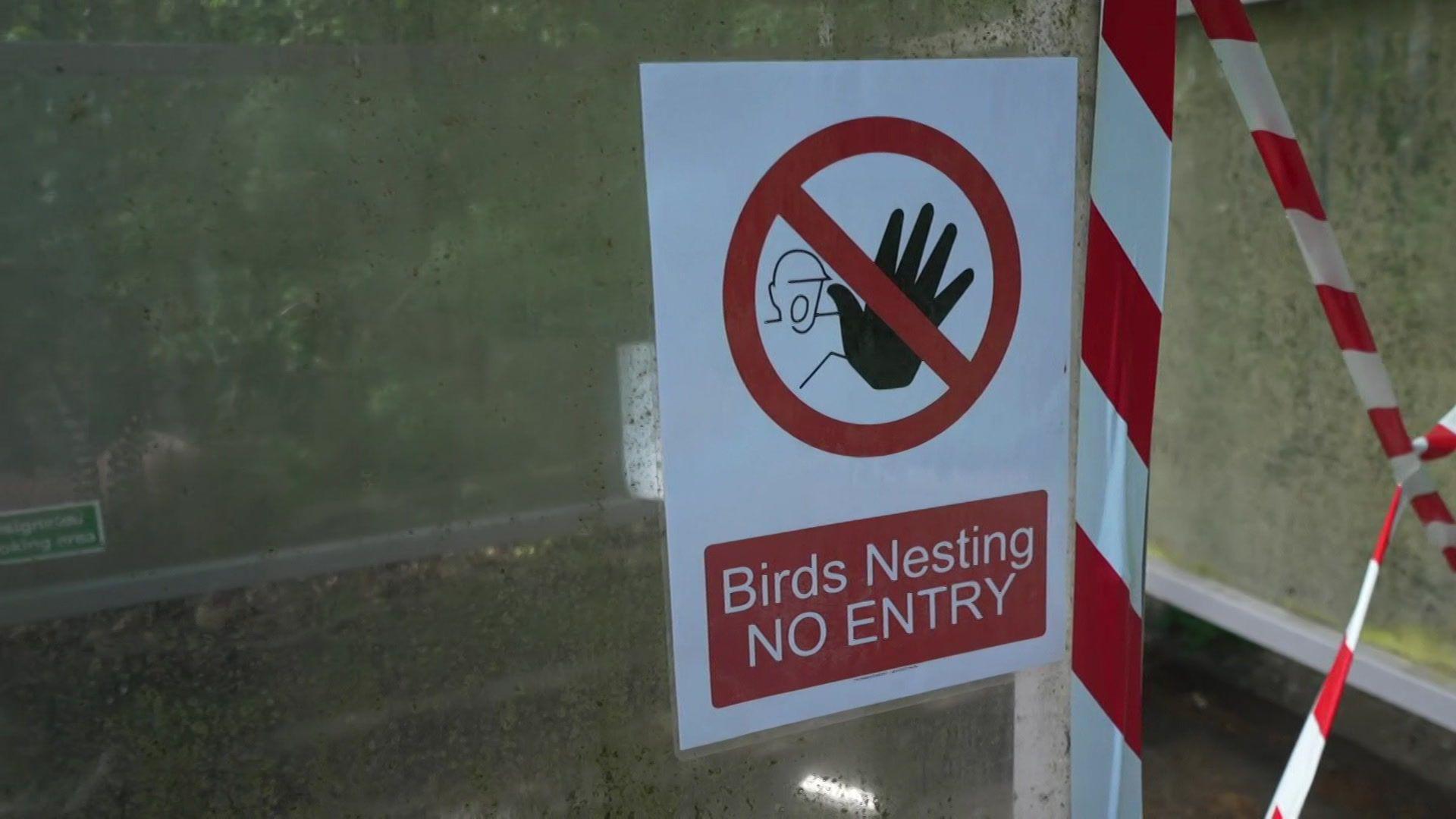 A sign reading "Birds nesting no entry" and a red and white cordon put around the smoking shelter.