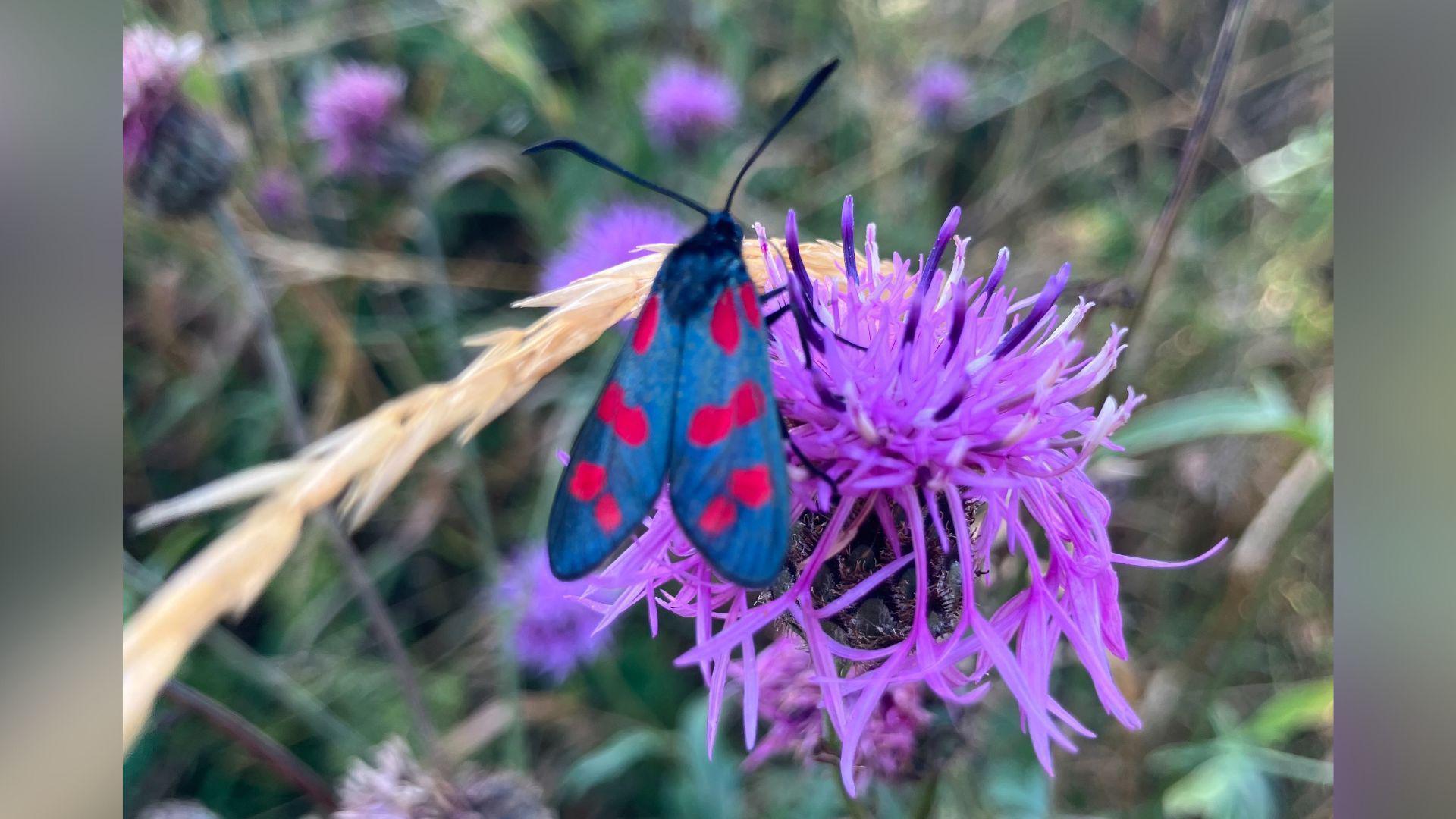 A moth with six red spots and its dark navy-coloured wings. It is sitting on a magenta-coloured wildflower.