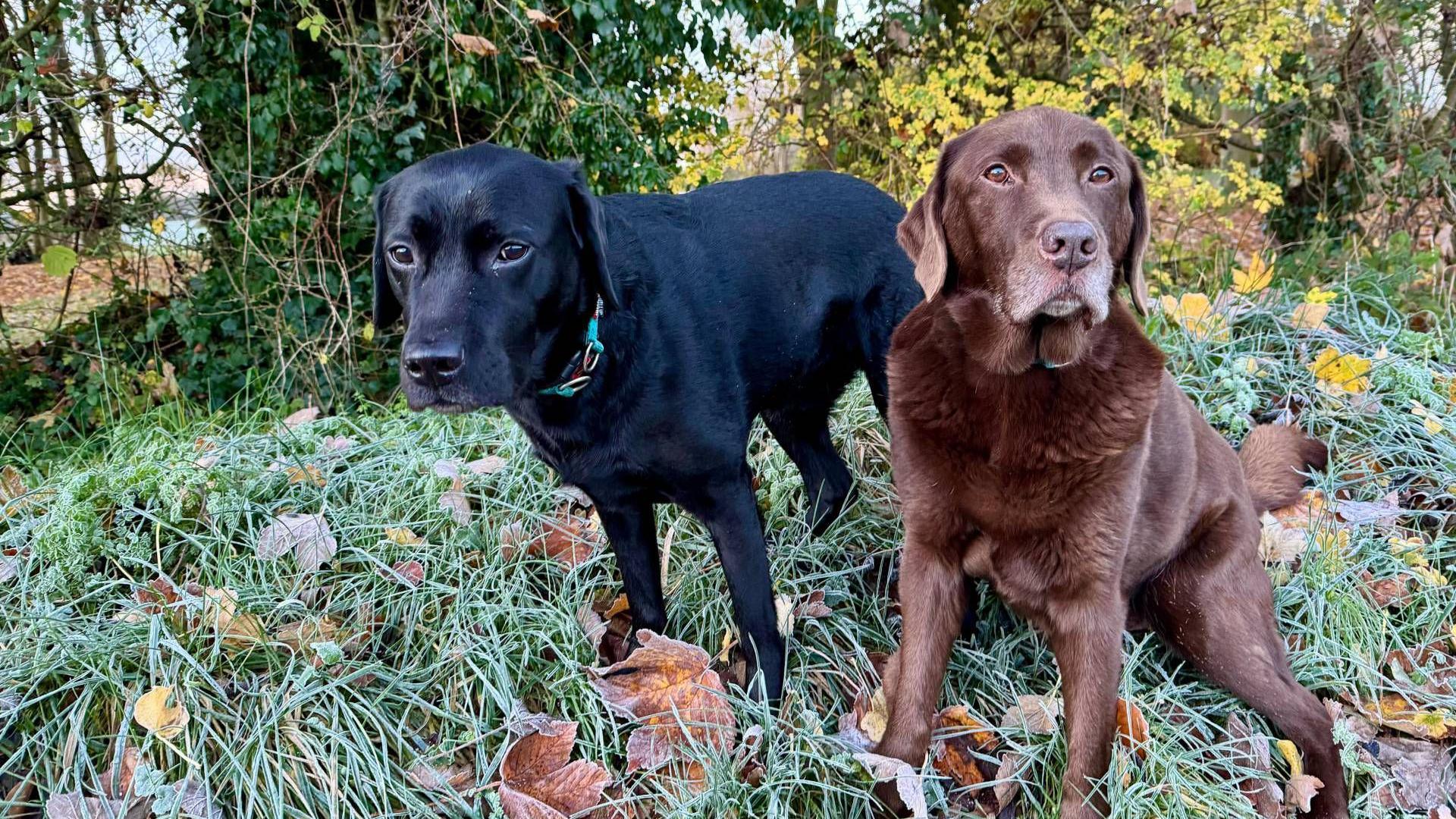 Two dogs stand on grass covered in frost. Fallen leaves are mixed into the grass with trees and hedges in the background. The two labradors - one black and one brown - are looking towards the camera.