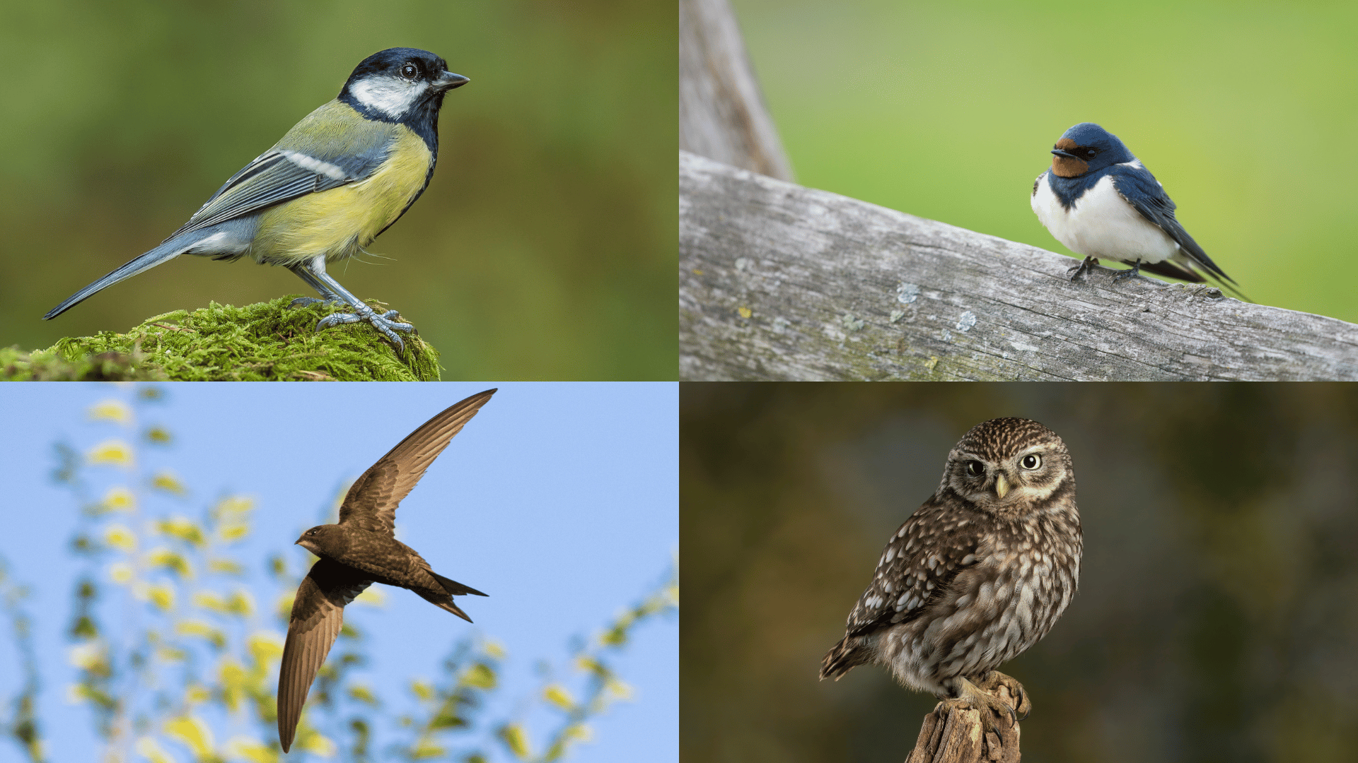 Birds often spotted in UK gardens.
From left to right: great tit, house martin, swift, little owl