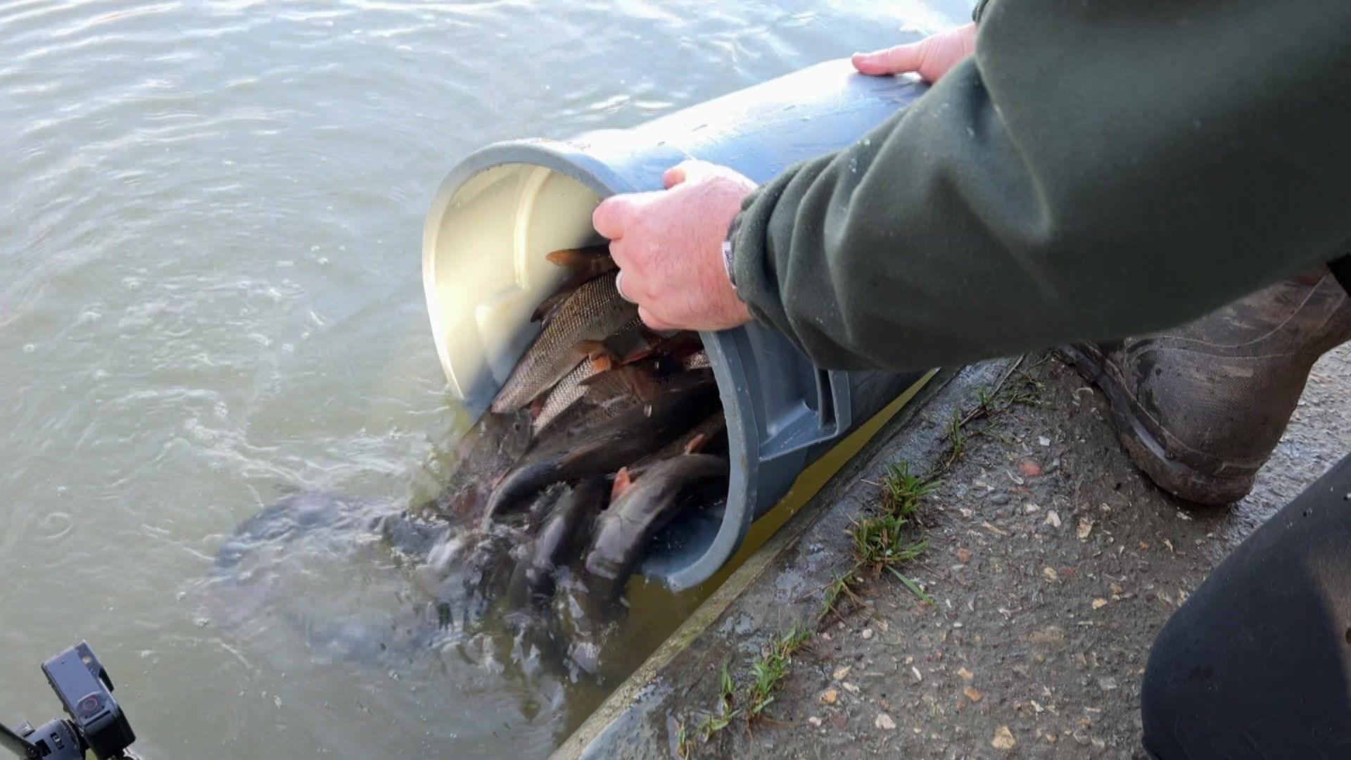 A bucket of fish being poured into the river Thames by a man in a green fleece and black trousers.