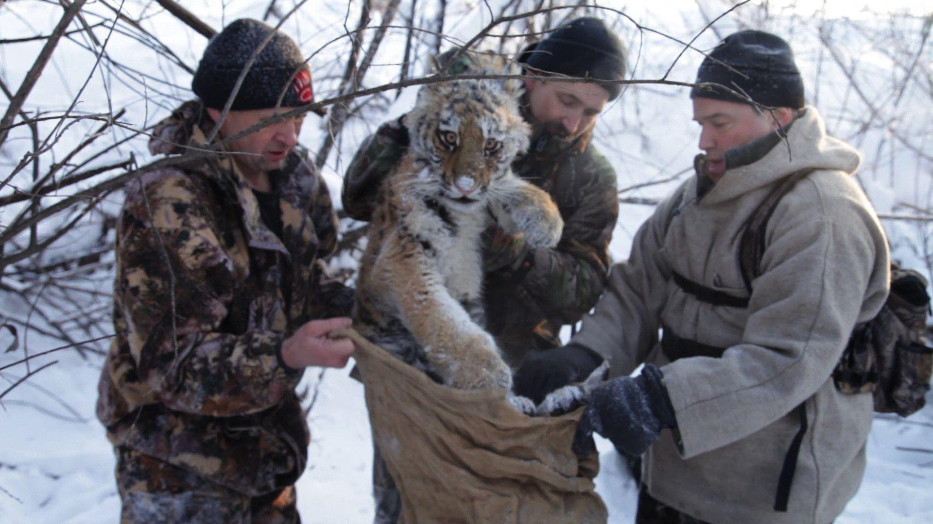 Boris as a cub being rescued