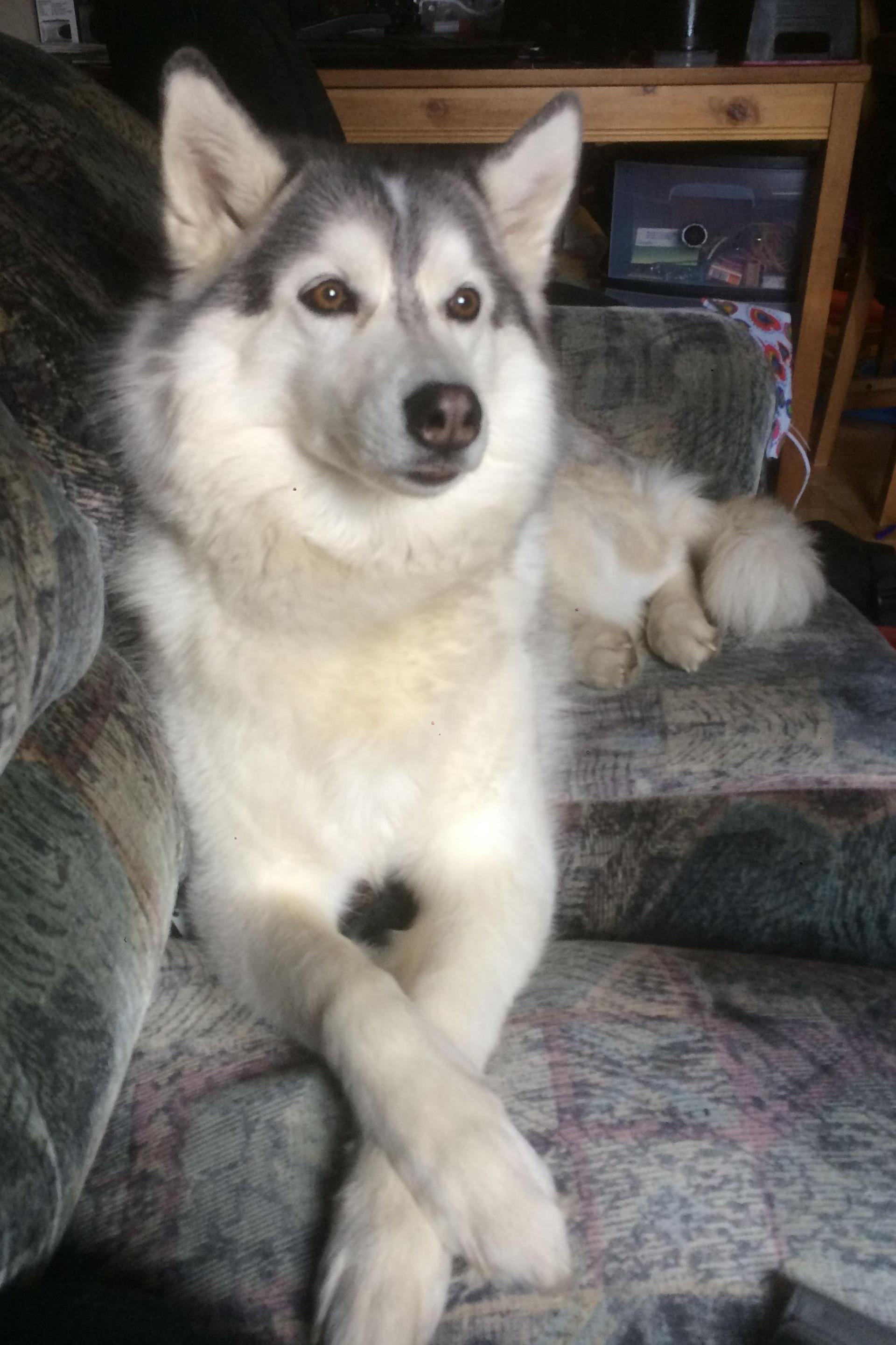 The image shows a pet dog sitting comfortably on a grey sofa with its front legs crossed. This is one of the pet dogs that was involved in the study.