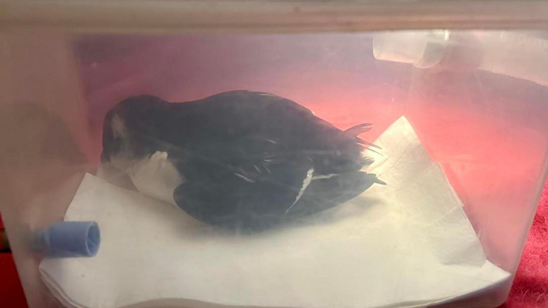 A small black and white bird is sitting in a plastic tub lined with paper towels. The container has two tubes fed from the outside and is resting on a red towel. 