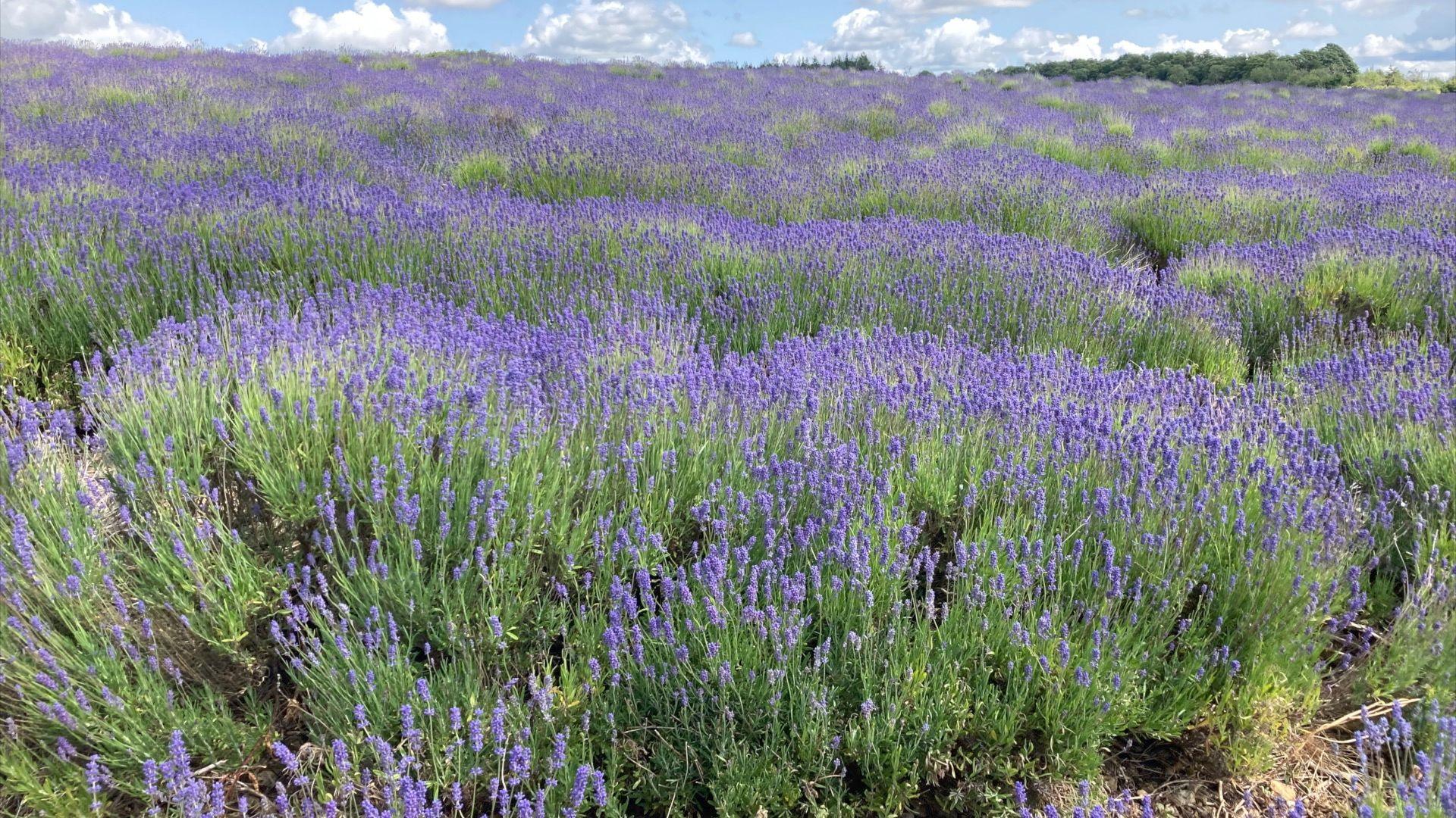 A field of lavender in Gloucestershire with the blue sky in the background.