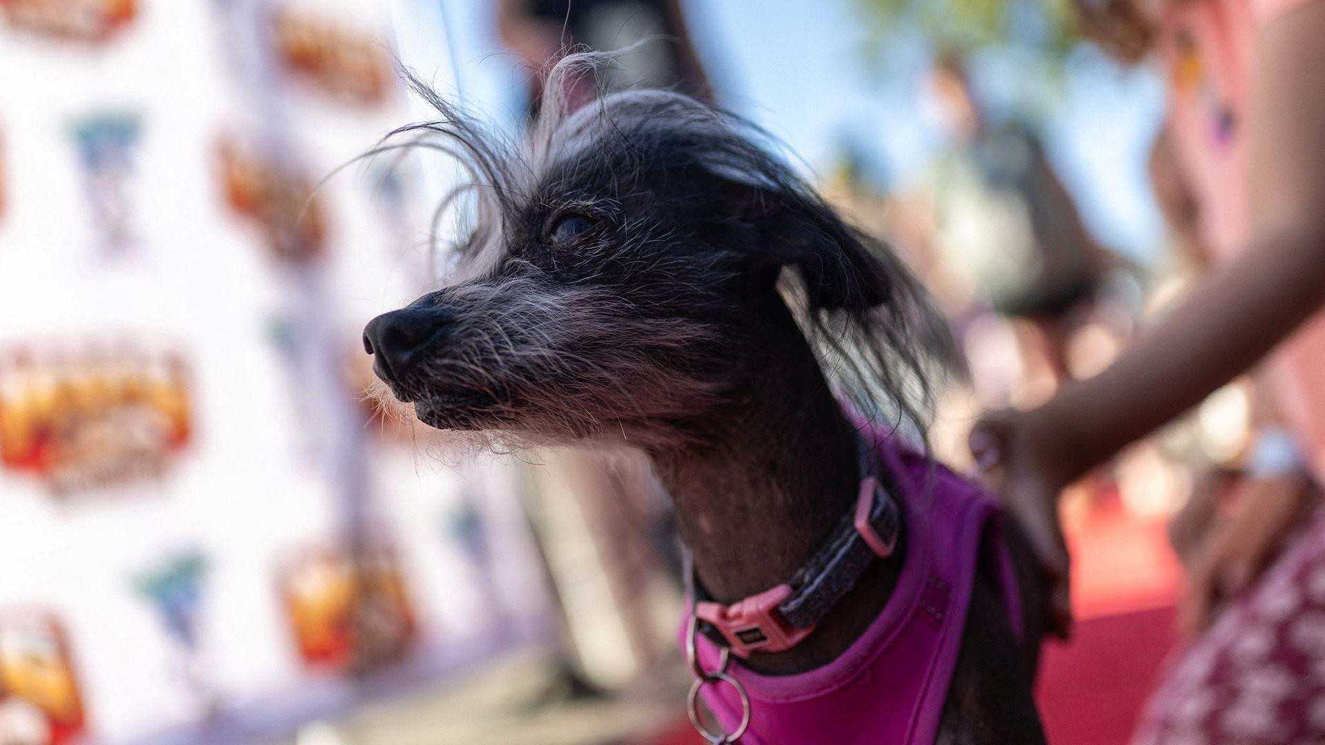 Poppy stands and looks to the left. Her body is hairless and she is wearing a pink and black collar and a pink harness. She has white and black fur on her face and her fringe sticks up in different directions