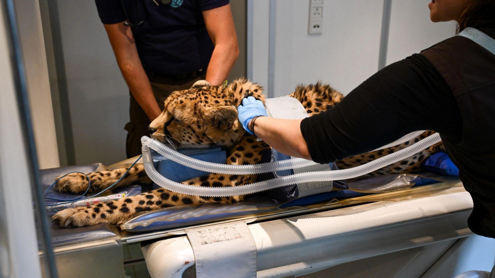 A cheetah with black spots on a stretcher being attended by two people wearing gloves. The cheetah has two plastic tubes in its mouth and a strap over its body.
