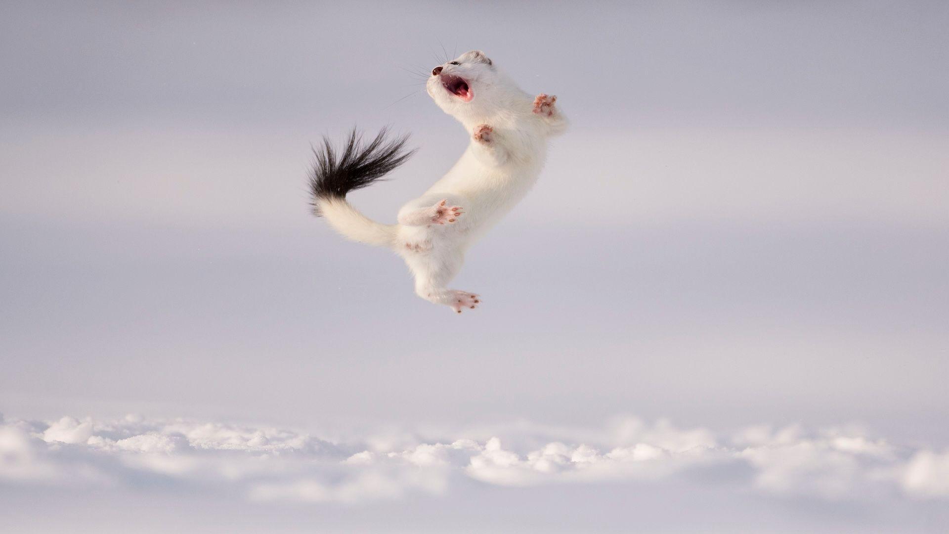 stoat jumping out of snow