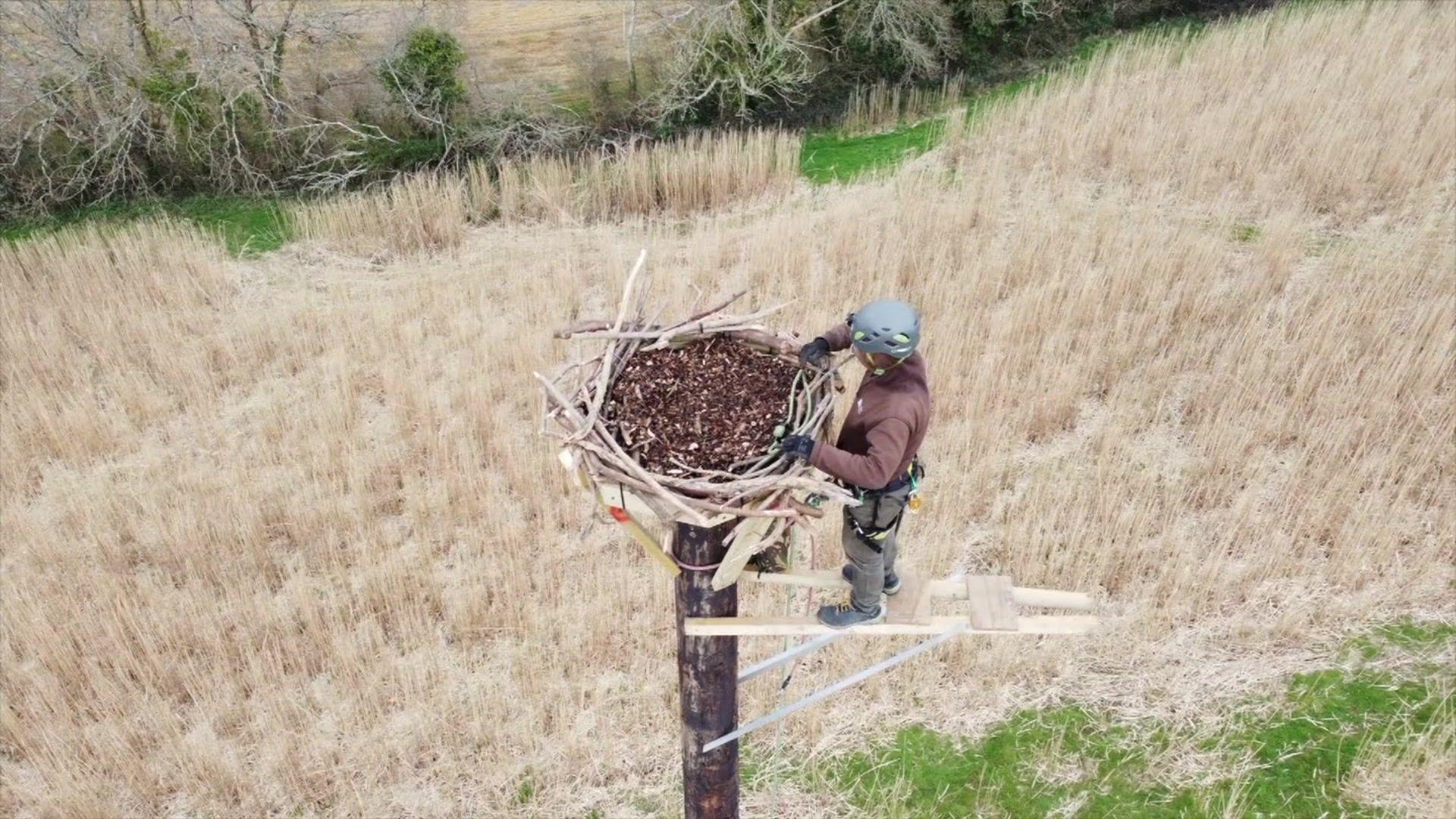 One of the nests at Warleigh Barton