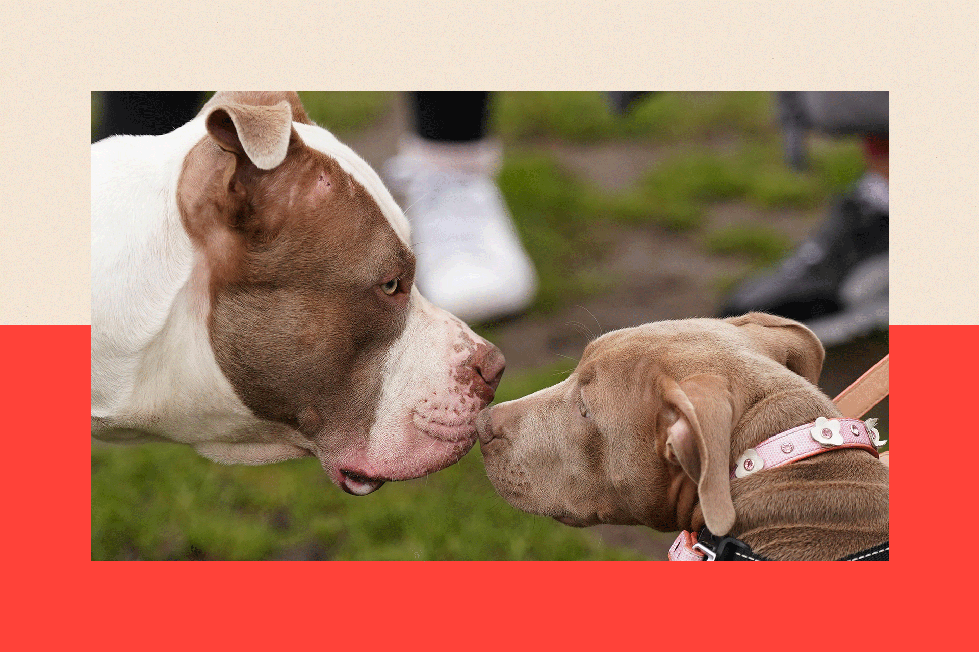 Two XL bully dogs touch noses