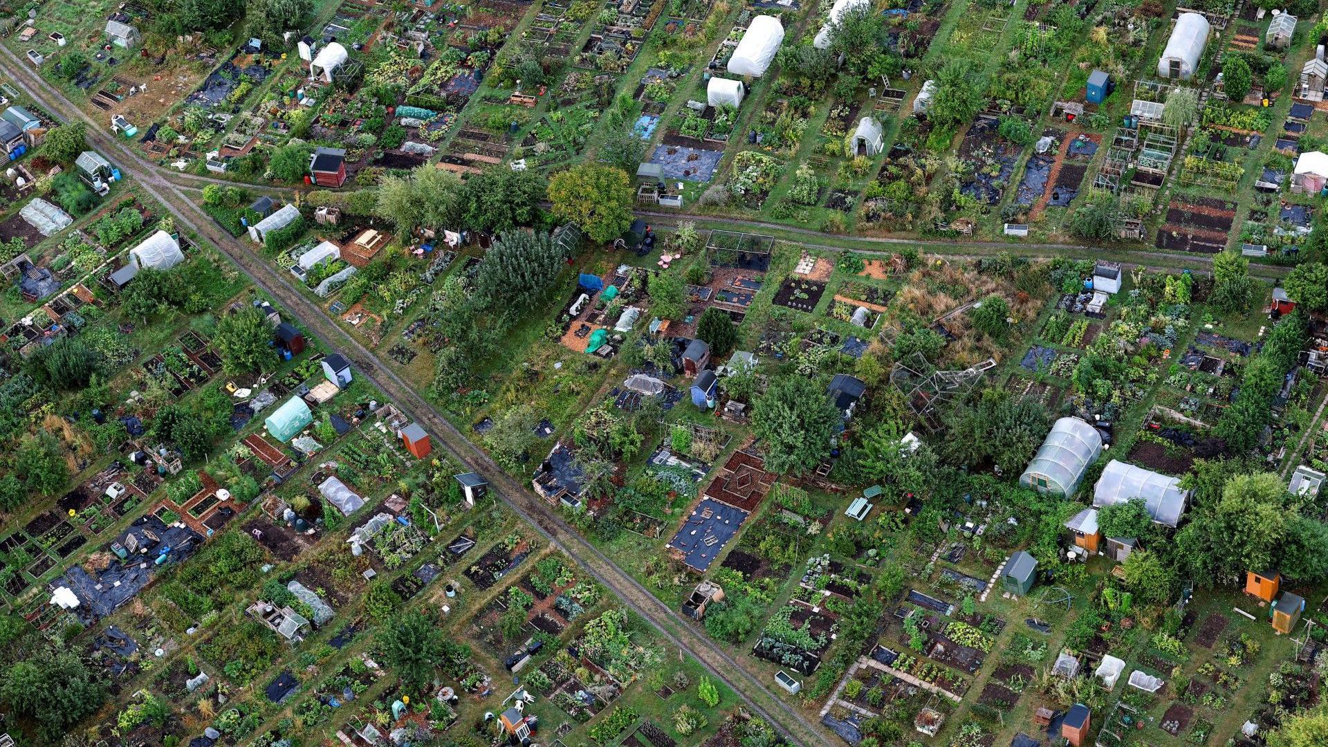An aerial view of a row of allotments on a sunny day in Bristol. The image shows a number of plots from a birds-eye view including vegetables growing, trees and greenhouses. There are also a number of sheds visible.