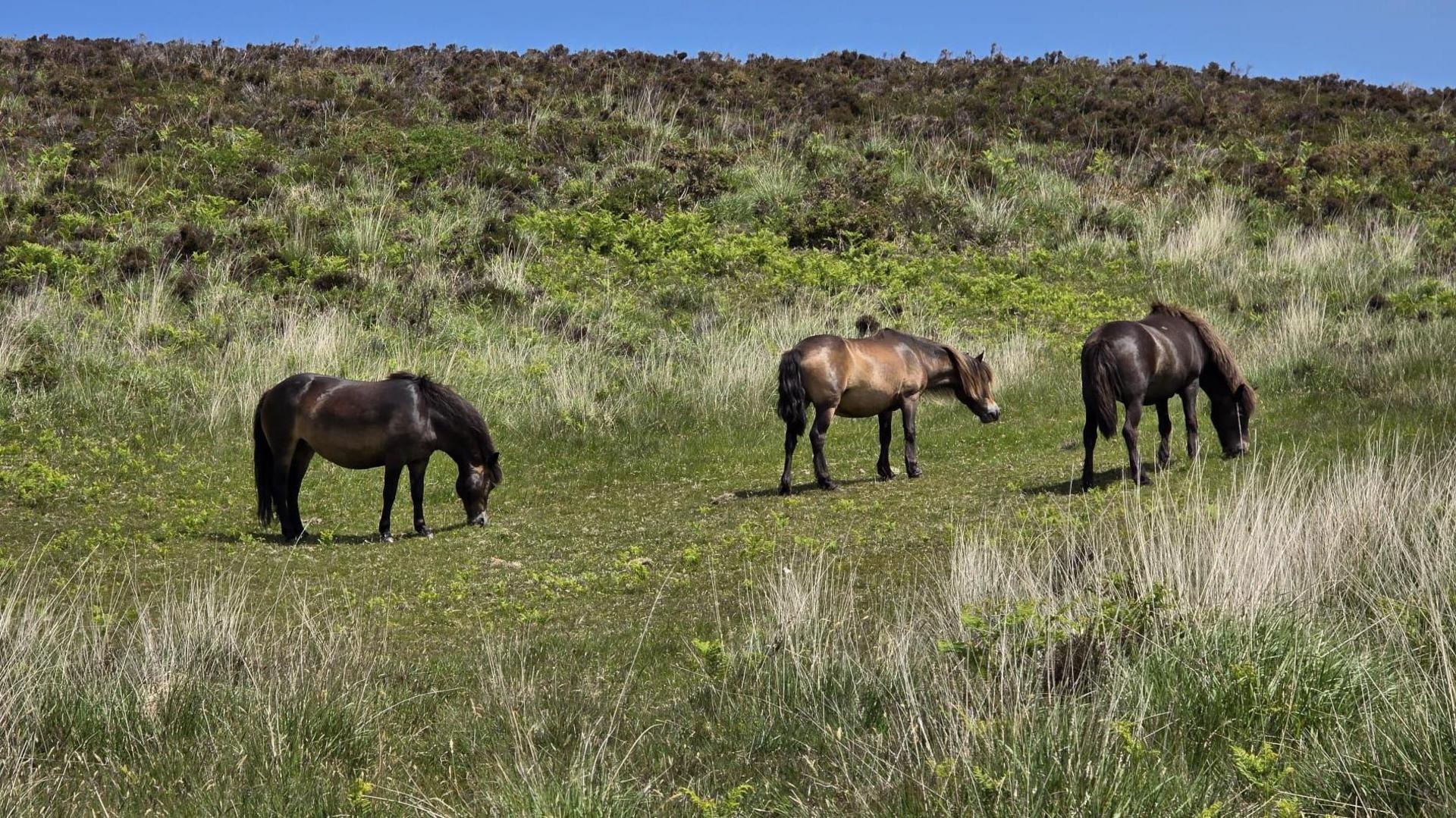 Three Exmoor ponies graze on the grass at Malmsmead on a sunny day. Two of the ponies are dark brown. The other is a lighter shade of brown. They are stood on a hillside with lots of grass and shrubbery.