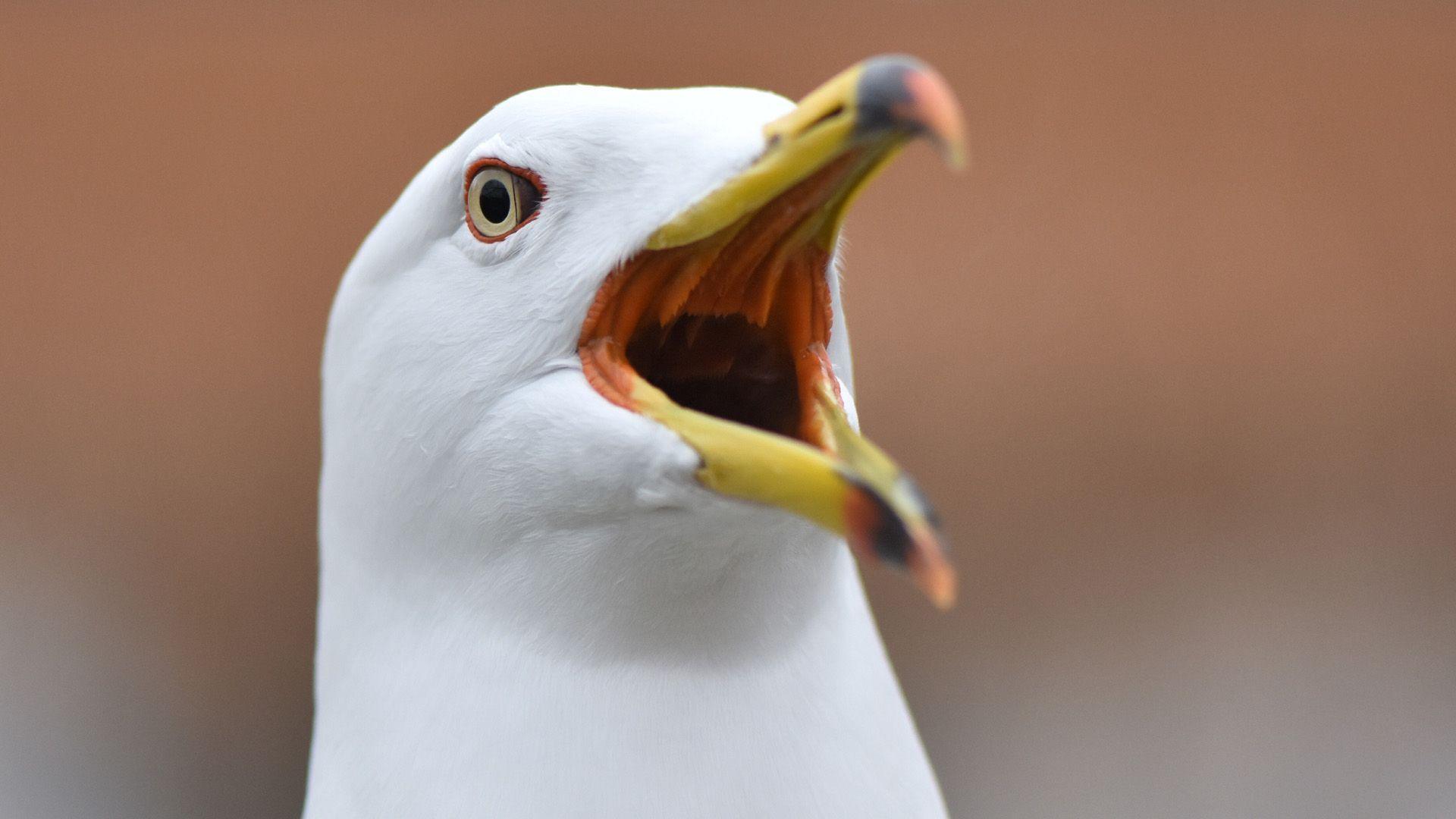 a close up of a seagulls face mouth open