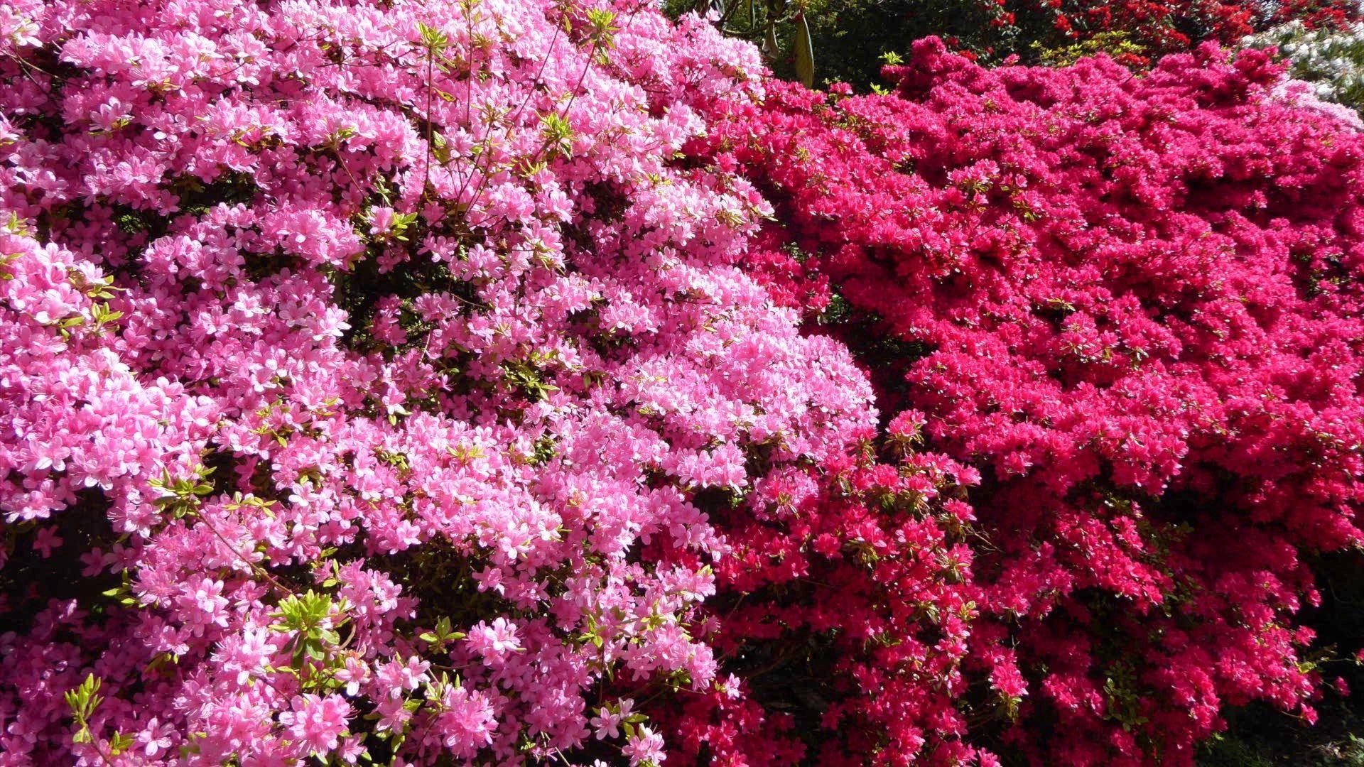 Pink flowers filling the photo with some green leaves intertwined.