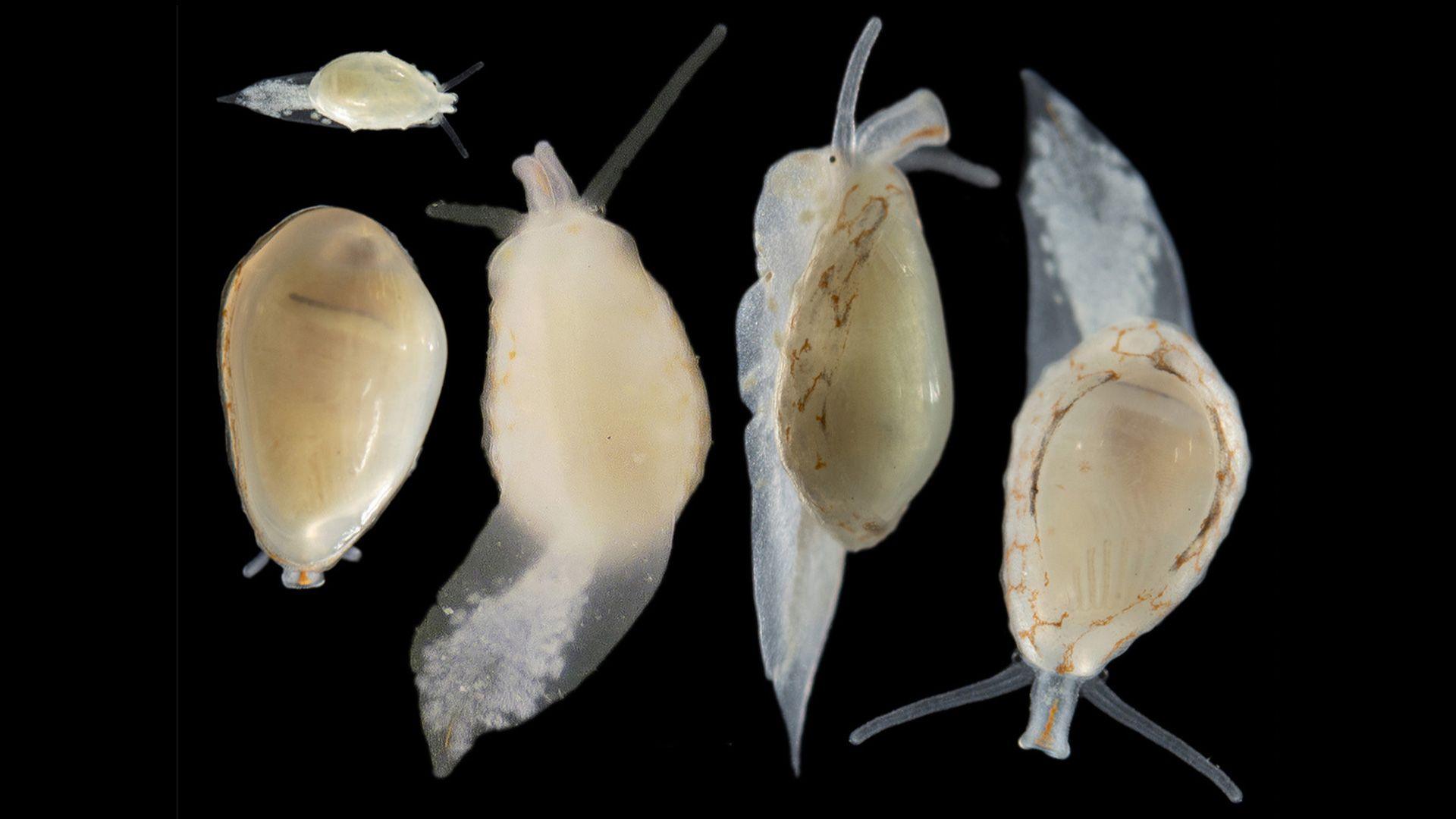 A series of translucent snail like creatures, with round blobs on their backs