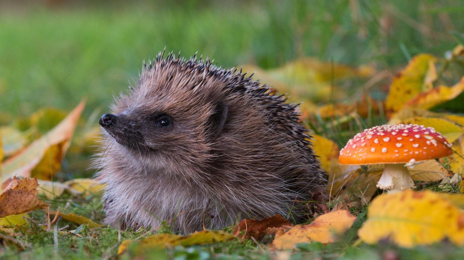 hedgehog in grass next to a mushroom