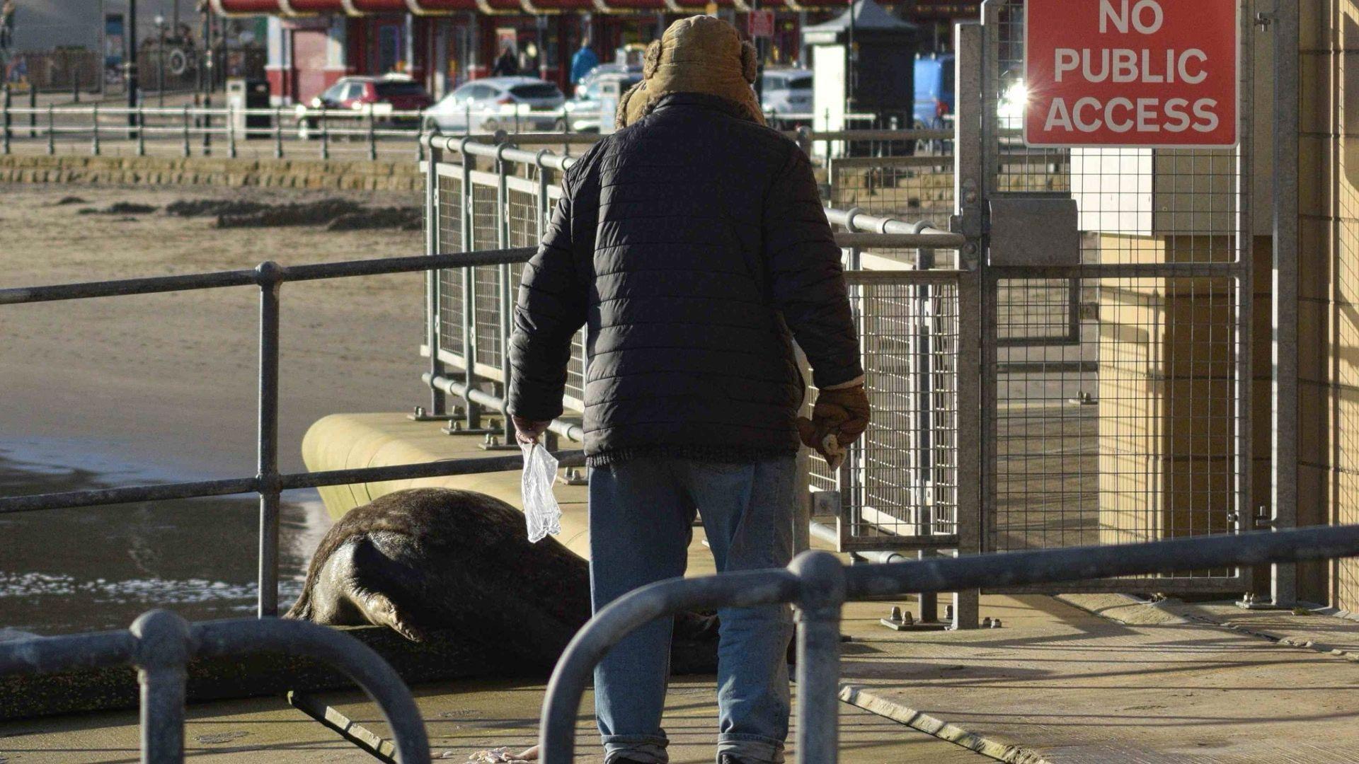 A person approaching a grey seal.