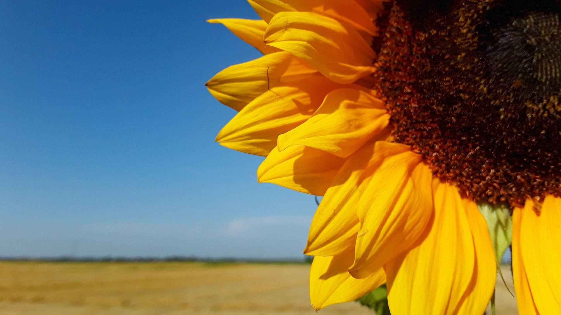 Sunflower in foreground with blue skies in background