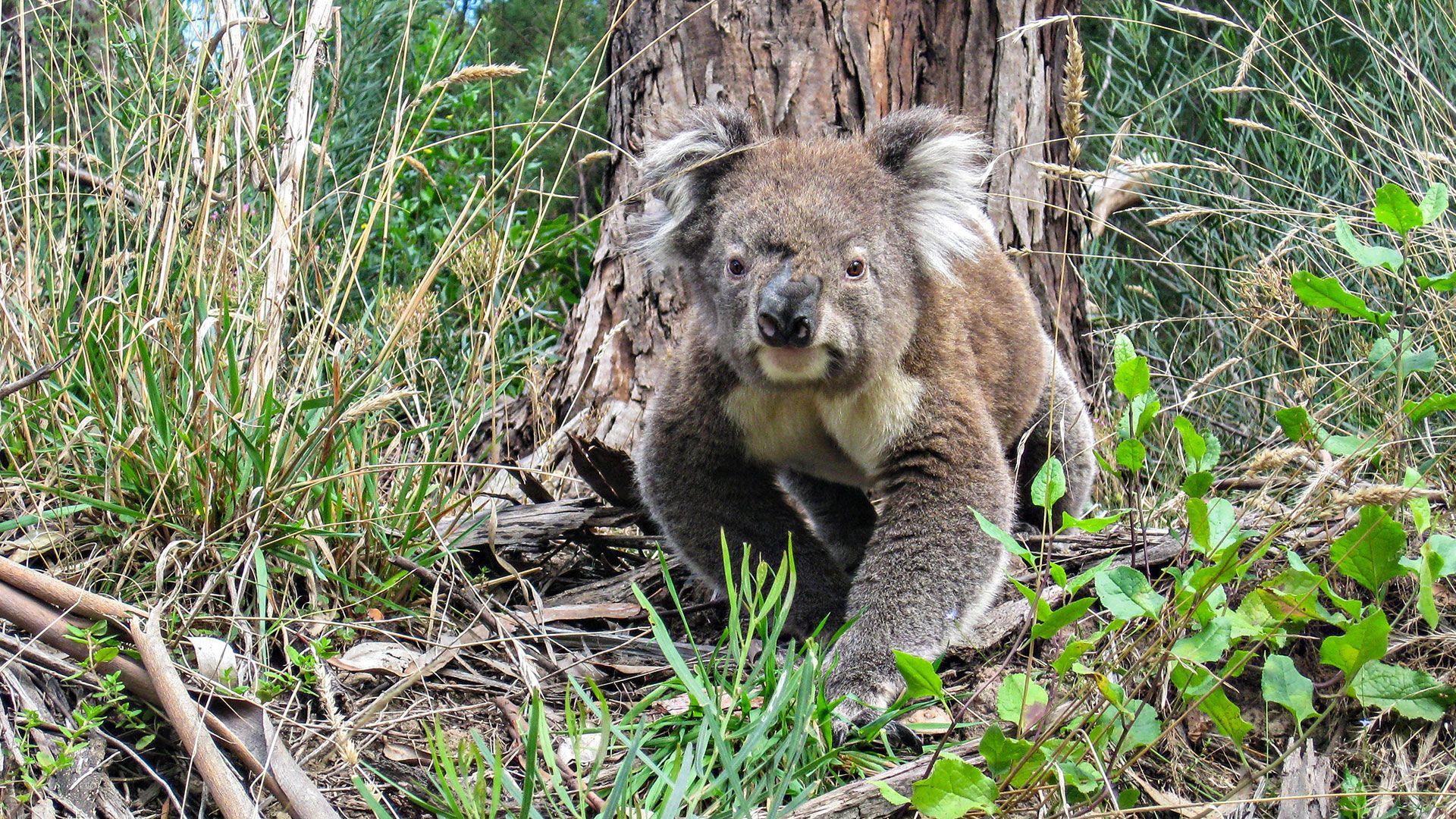A koala walks in grass next to fallen down branches towards the camera
