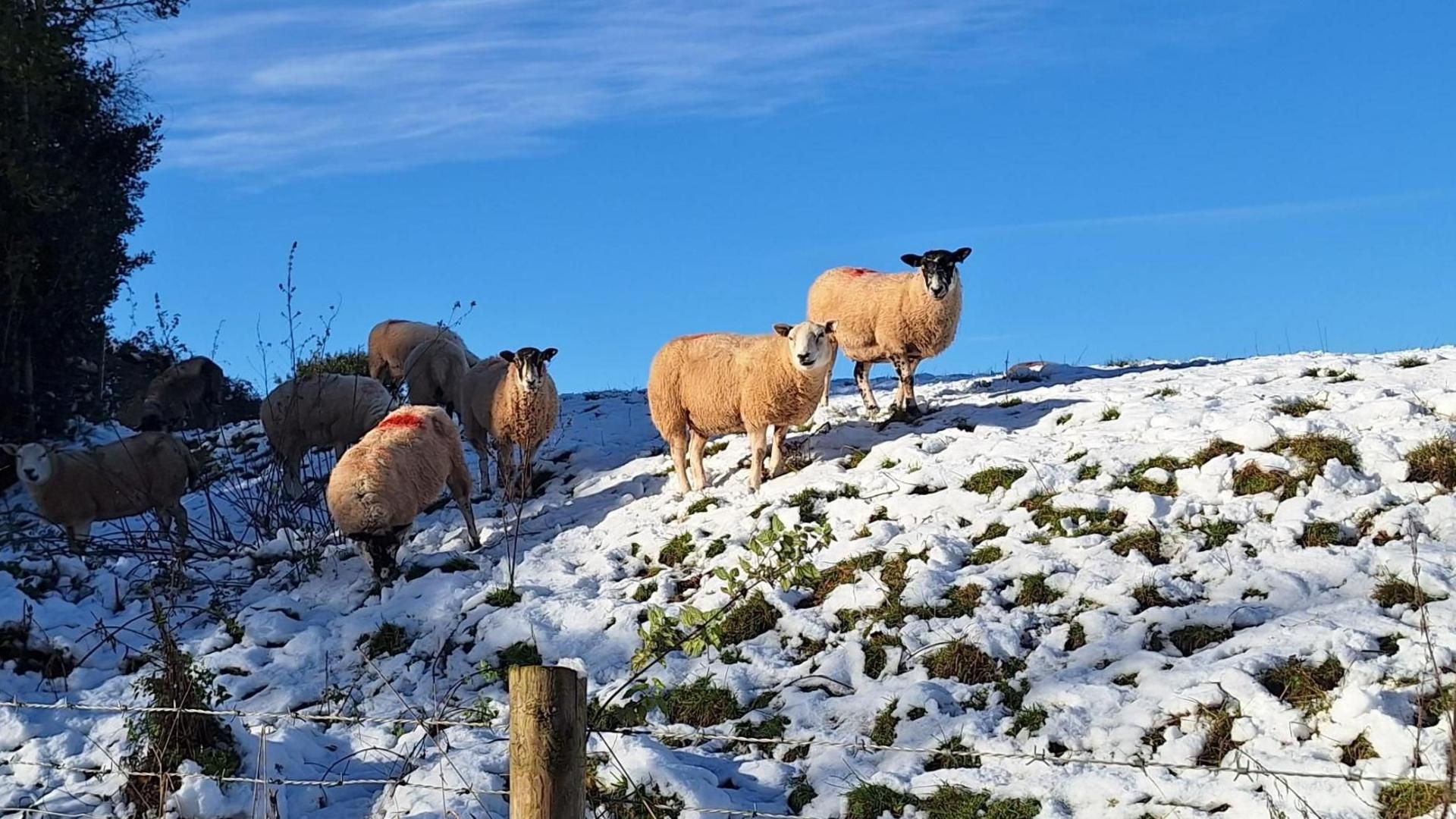 A snowy field under blue skies with a barbed wire fence at the front and nine sheep behind. Most of the sheep are in shade from a hedge, most of them eating, but two are standing in sunlight looking towards the sun and camera.