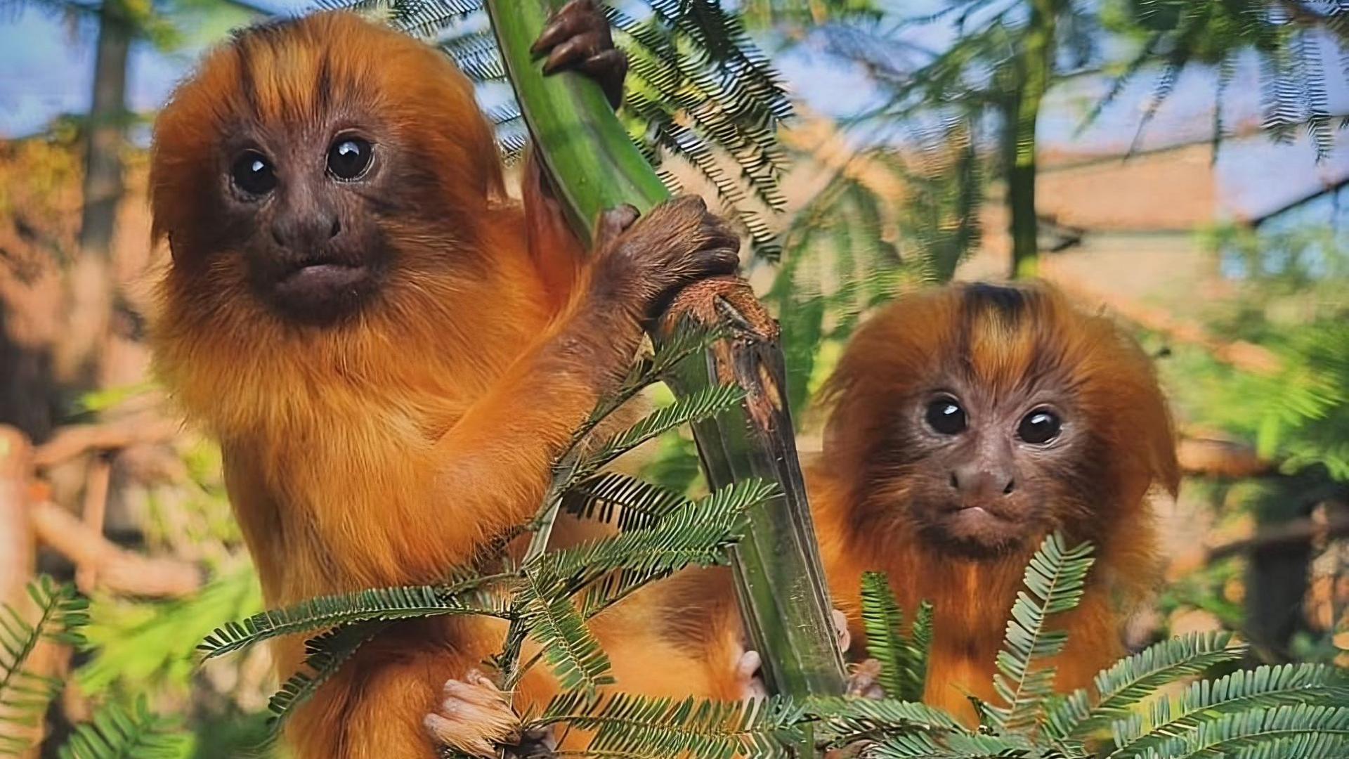 Golden lion tamarin twins Pomelo (left) and Clementine (right), primates with bright orange fur and big brown eyes, look at the camera while hanging from vegetation