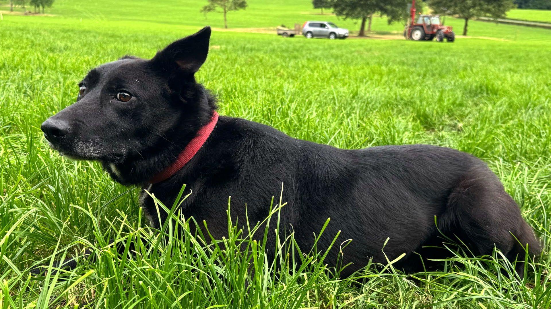 A black dog with a red collar, lying down on grass. In the background a jeep and red tractor are visible. 