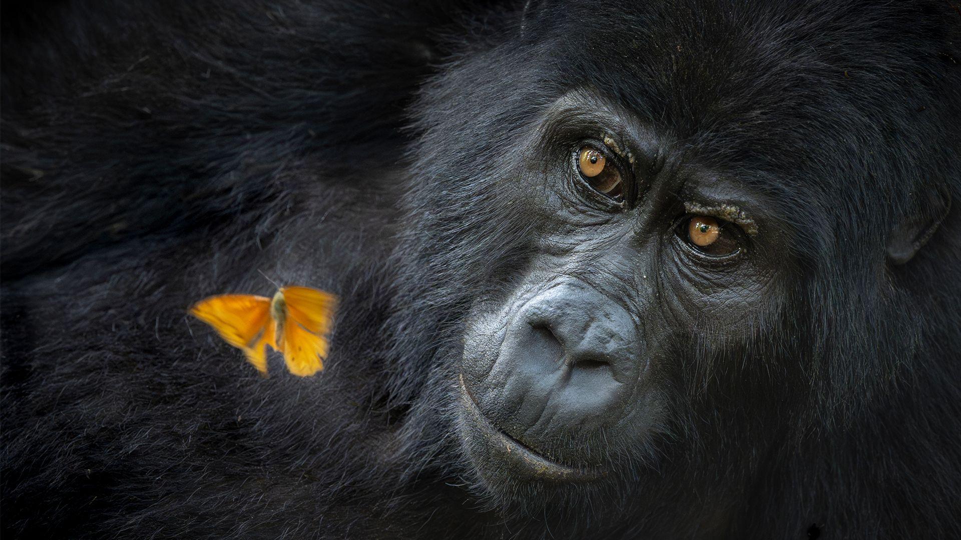 a picture of a gorilla and a butterfly