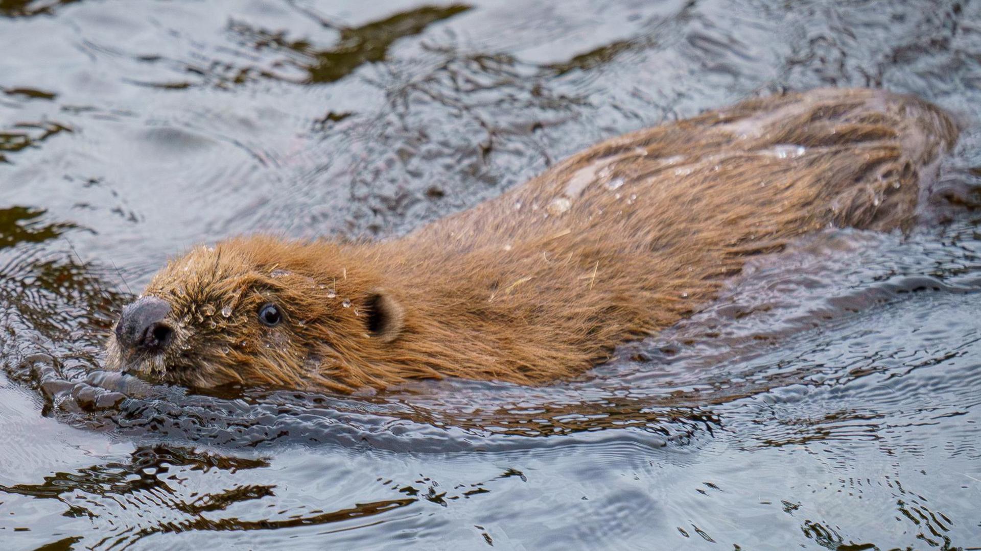 The kit is light brown in colour with short ears and a black nose. It is swimming through water.