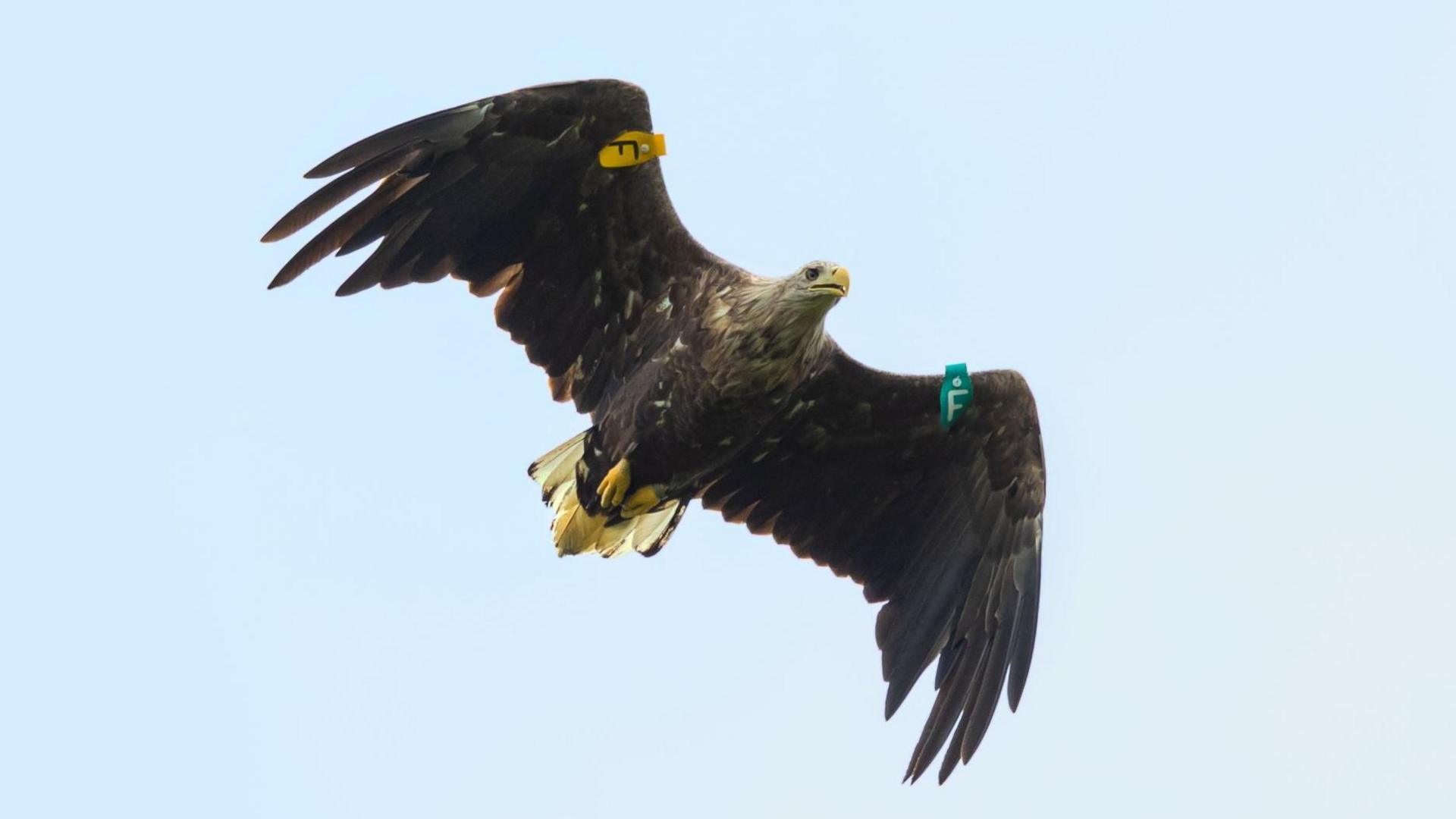 White-tailed Eagle in flight. 

Baby blue, pale sky as a backdrop for enormous wings, with a yellow and green tag on each wing. 

Its beak is golden and open. Its eyes are wide and grey.