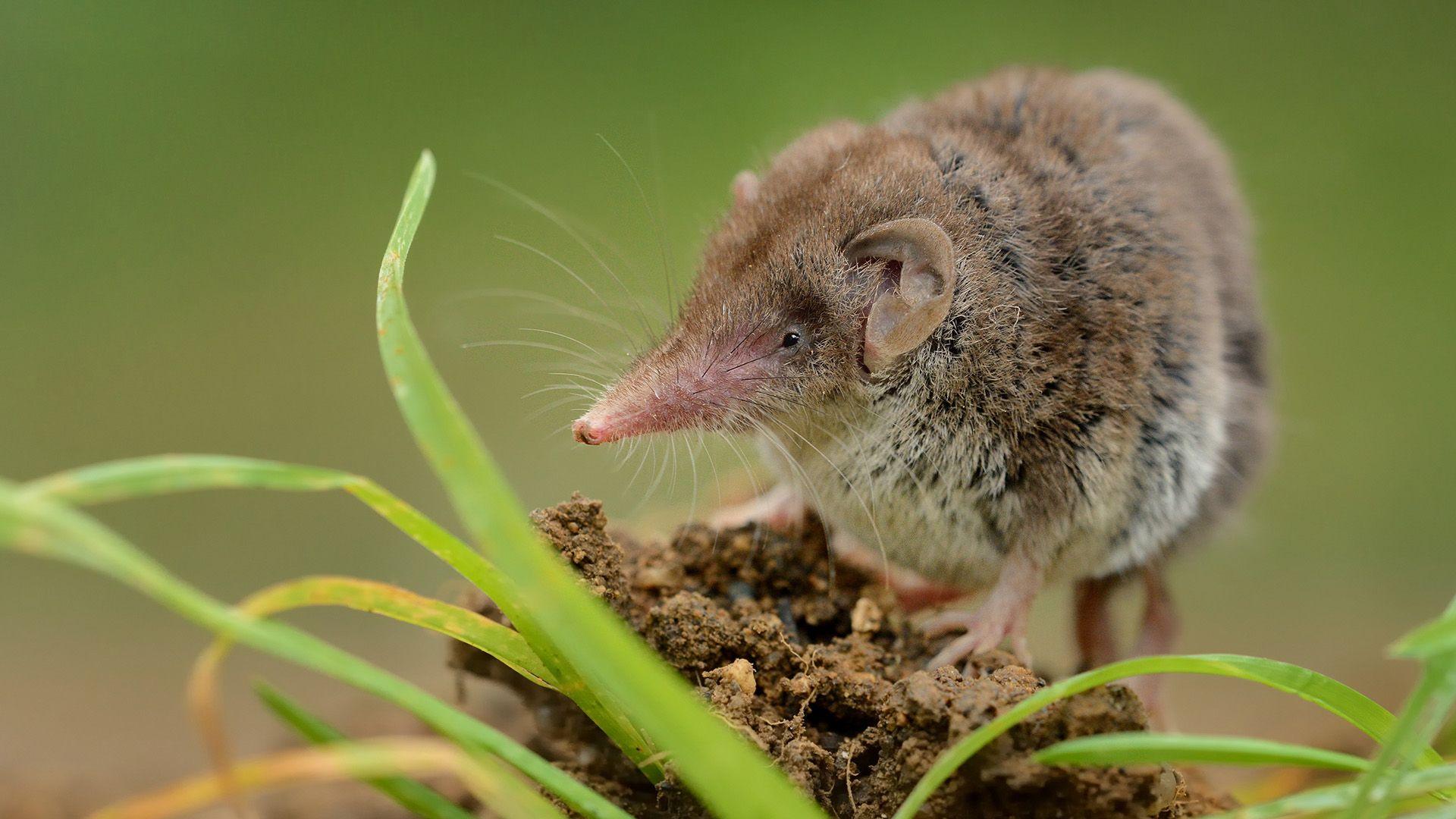 Shrew with brown fur standing on meadow in garden