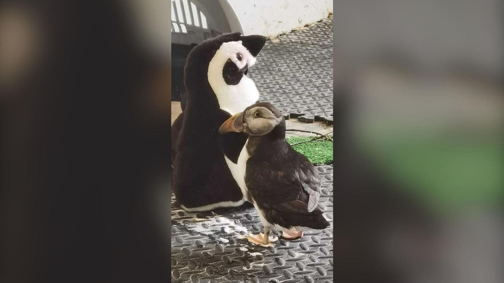 Cliff the puffin, who has dark feathers, stands next to a black and white stuffed penguin toy.