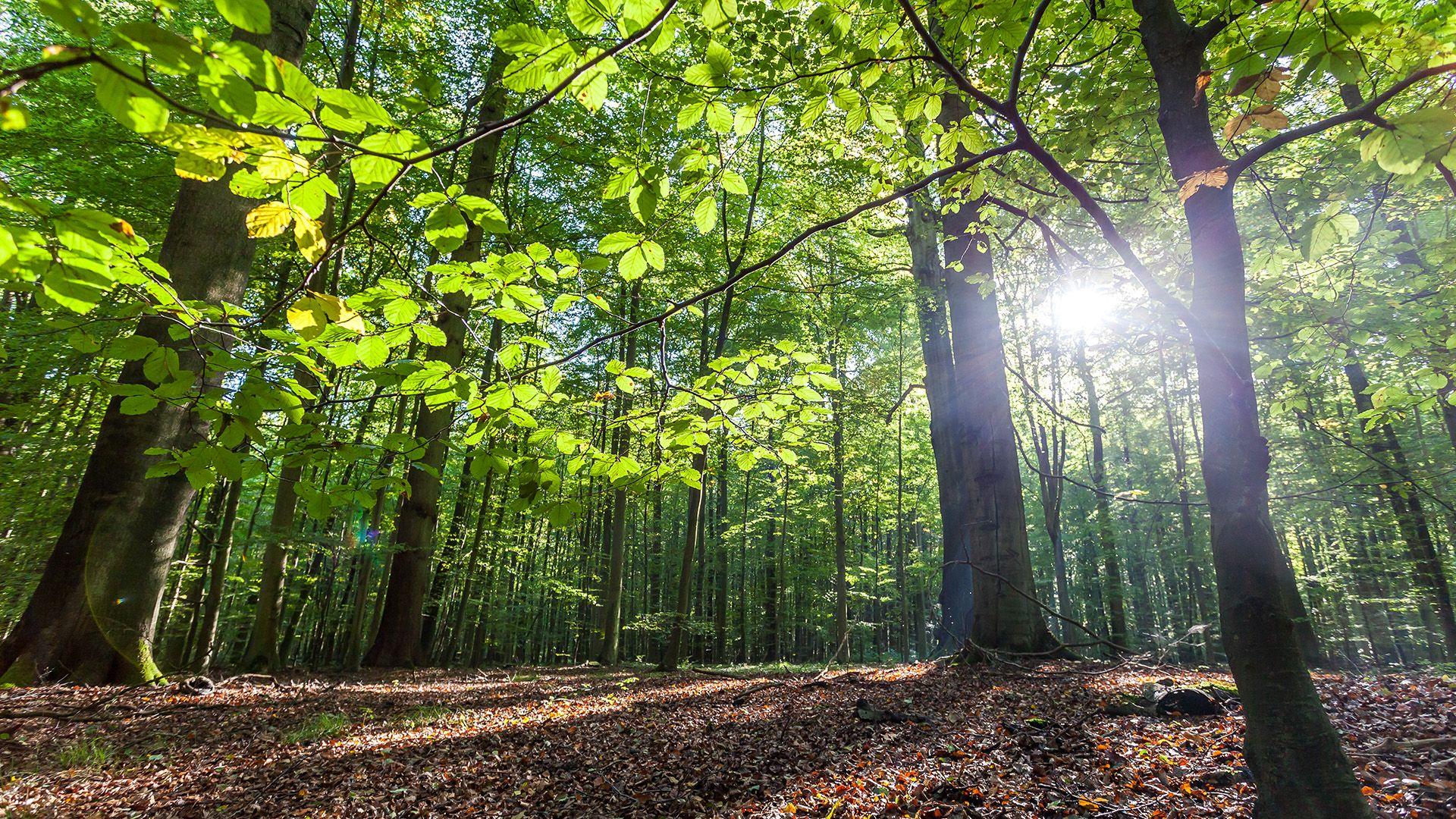 A forest with sunlight coming through the trees