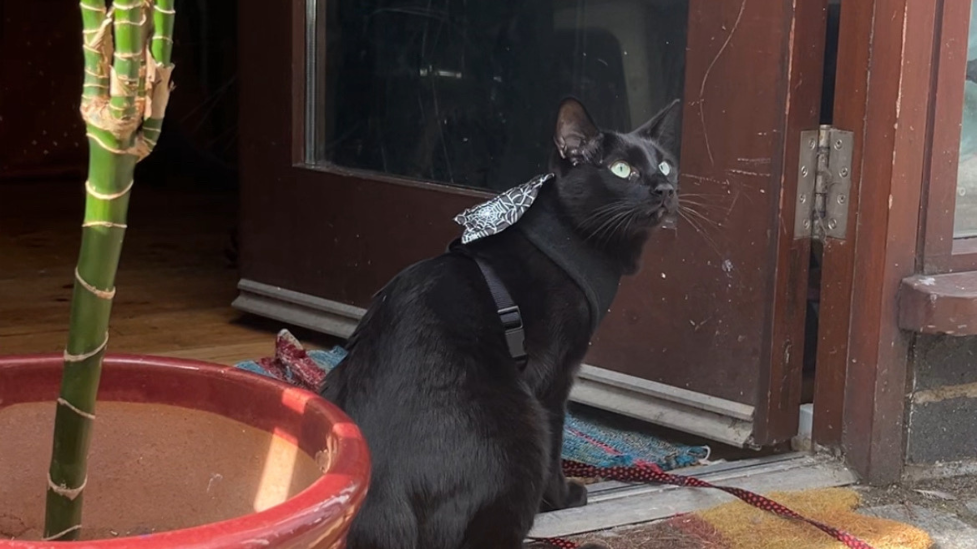 Black cat Kemet sits in the open doorway of his home. He looks up toward the street with wide eyes while wearing a harness with a leash.