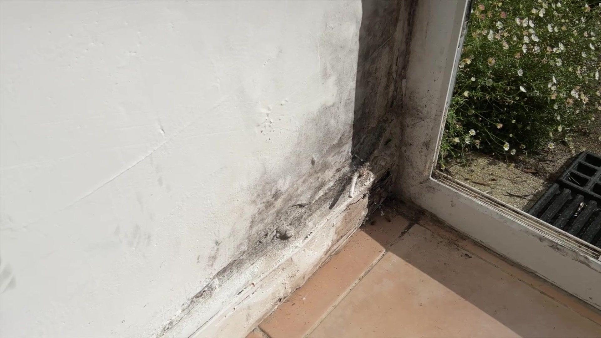 A close up of skirting board beside and external glass door. The wood is rotted and grey/black mould is apparent on the skirting board