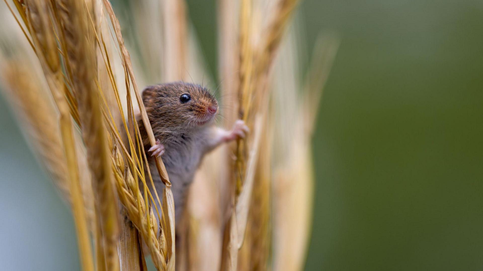 Photograph of a mouse in hay grass. He holds both of his paws either side of the grass to balance himself inside the stems. He has ginger - brown fur and looks away from the camera.