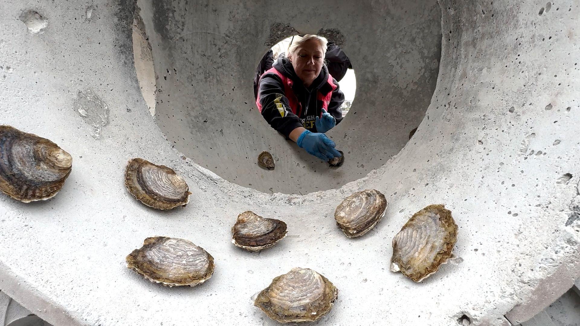A volunteer wearing blue gloves is attaching native oysters to a circular oyster reef cubes to a concrete block ahead of their deployment in the North Sea.