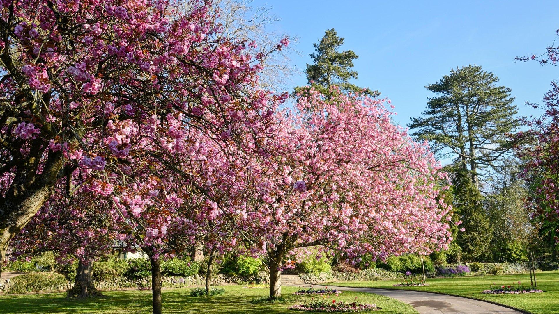 Pink blossom trees in a park with green trees, a winding path and blue sky.