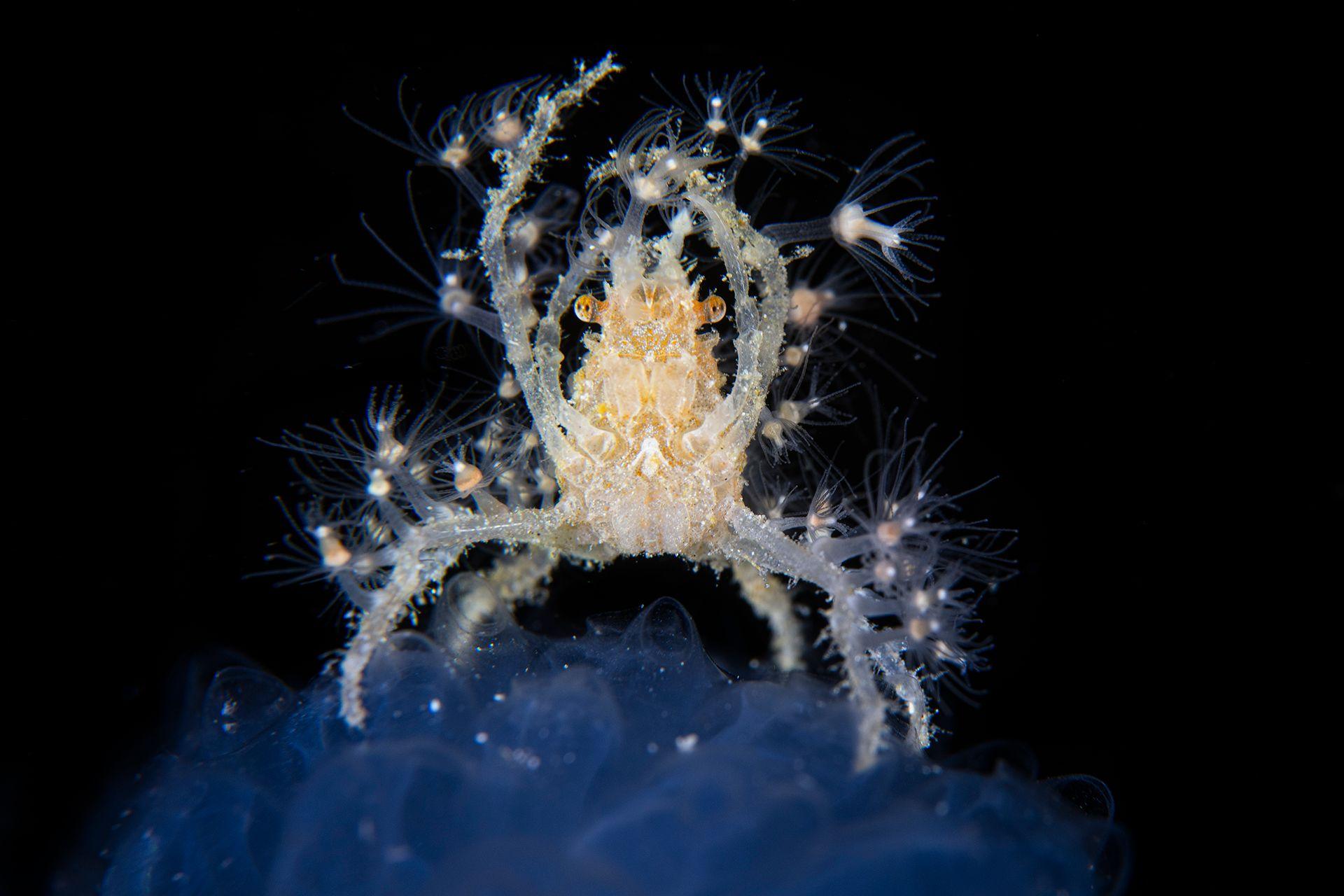 A decorator crab clings to a sea squirt, collecting plankton with its delicate, spindly legs. Tiny hydroids cover its body, offering both camouflage and protection.