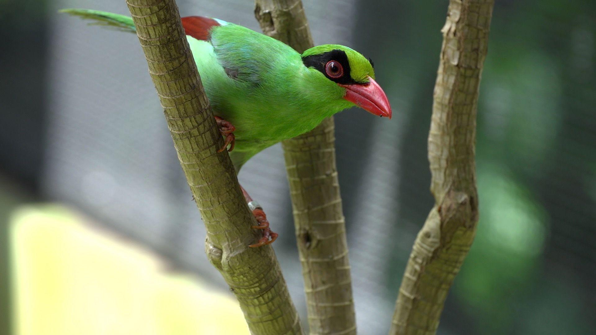 A bright green magpie with a striking orange beak and jet-black feathers around its eyes peers at the camera while perched on a branch. 