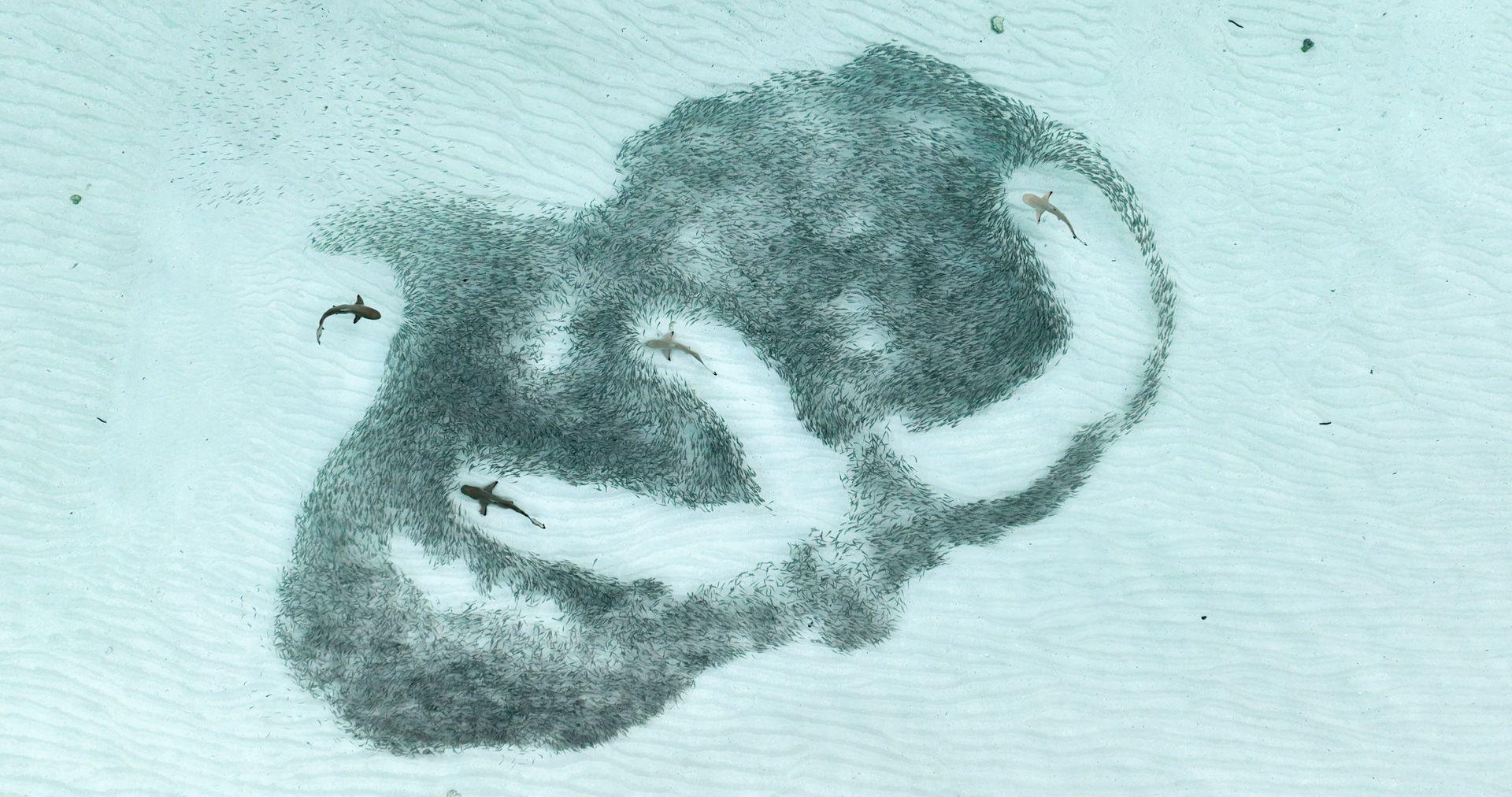 A school of hardyhead silversides moves with remarkable precision, twisting and turning in unison as they attempt to evade a group of blacktip reef sharks in Athuruga, Maldives.