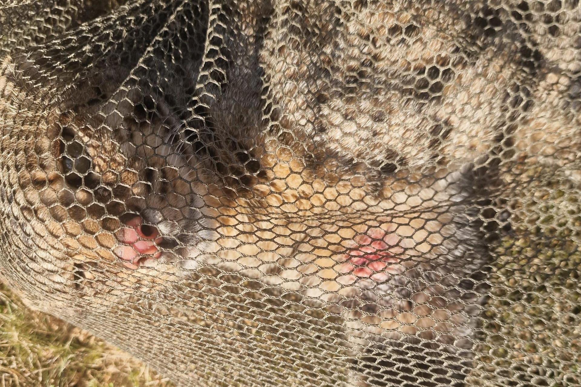A cat with spots can be seen inside a net, with wounds to its chest