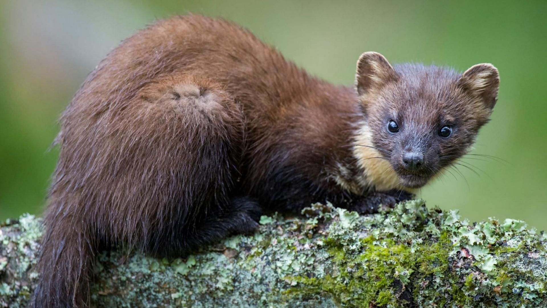 A brown pine martin with a tuft of white fur on its chest looks at the camera as it sits on a log.