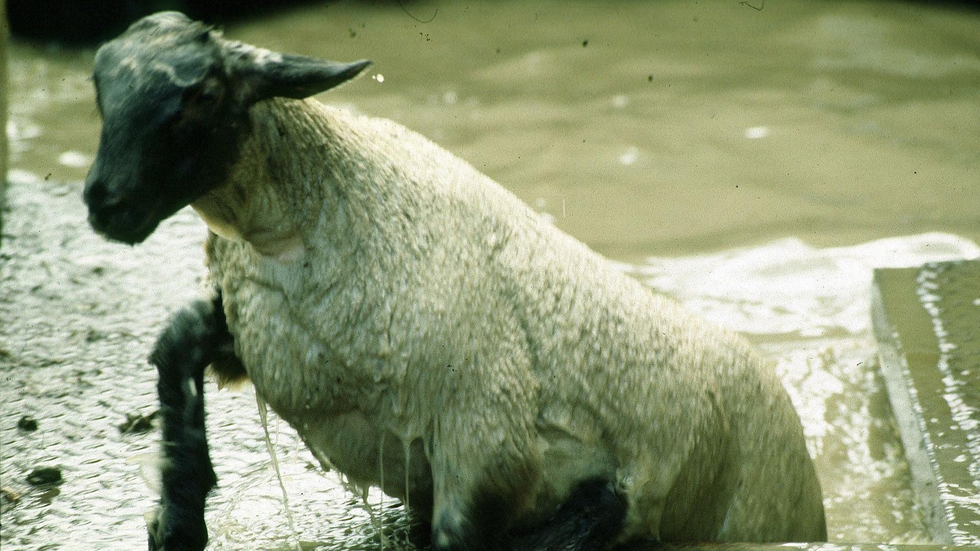 A sheep being dipped by a farmer - the sheep emerges from a bath of brown liquid.
