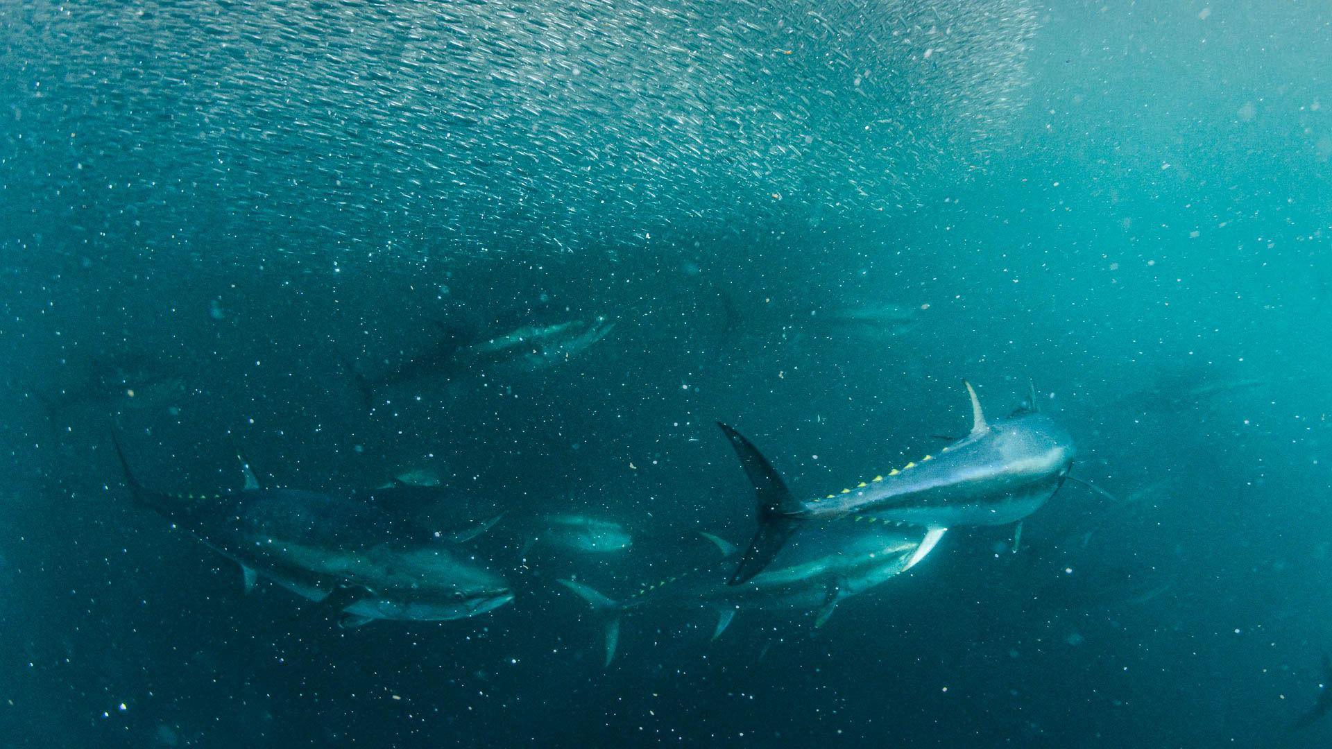 An underwater photo showing a school of bluefin tuna swimming around a bait ball formed from thousands of tiny silver fish. The movement has resulted in small bubbles being formed in the water. 