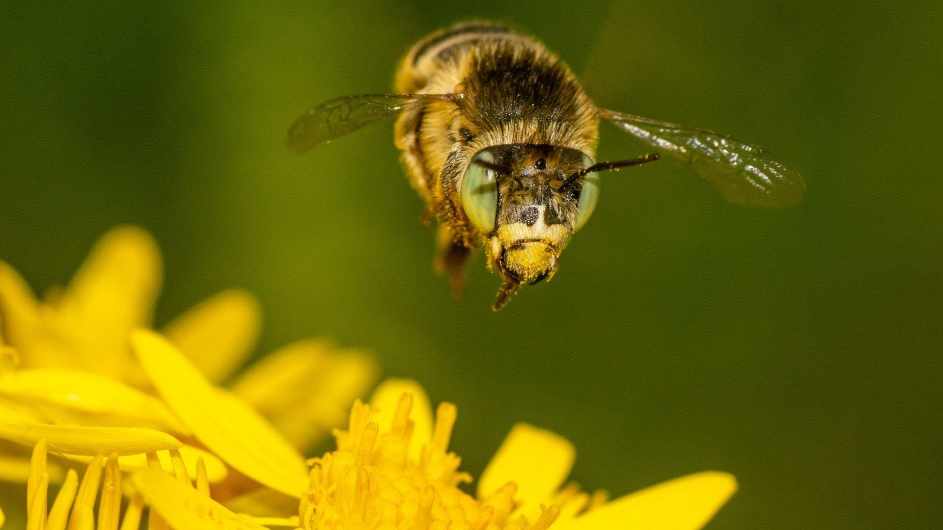 A very close up picture of a bee with yellow and black stripes, big greenish yellow eyes and transparent wings. It is hovering above a bright yellow flower.