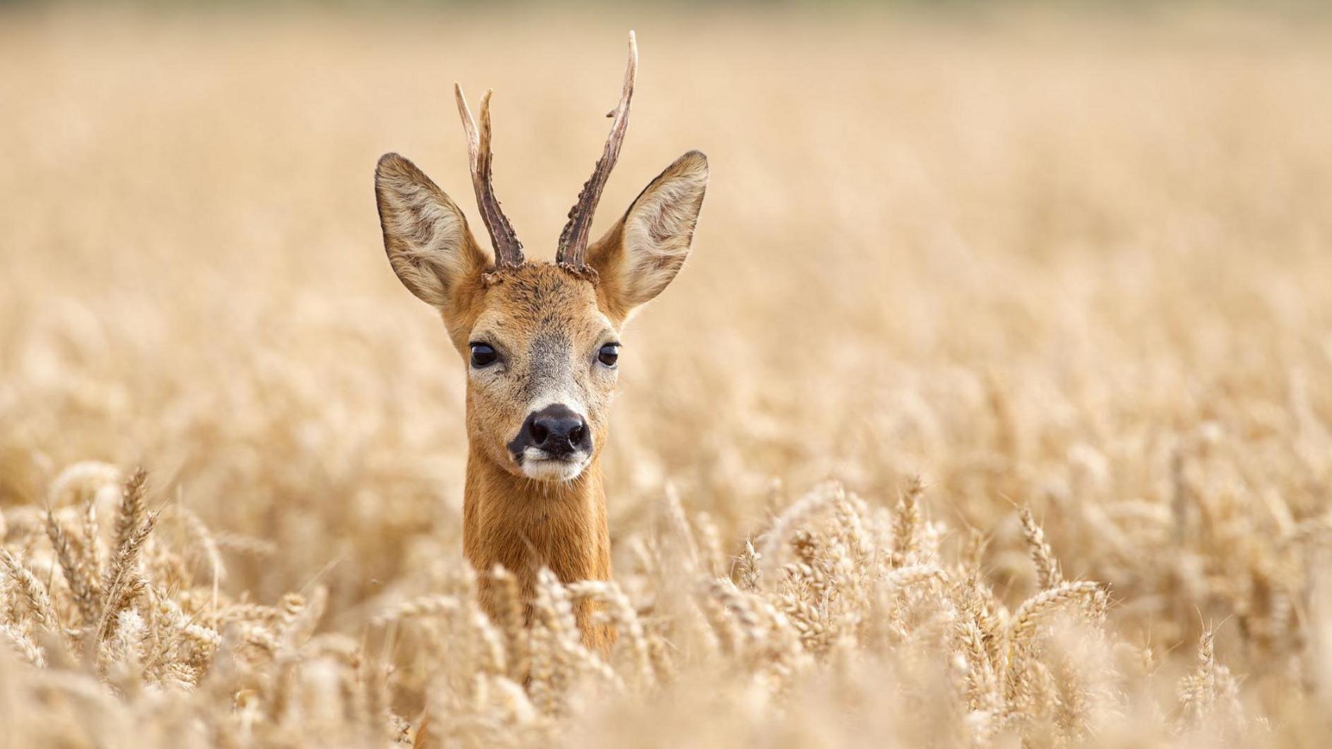 A male roe deer sticks its head above a field of ripening wheat. The deer is light brown in colour and has short, brown antlers and large black nose.