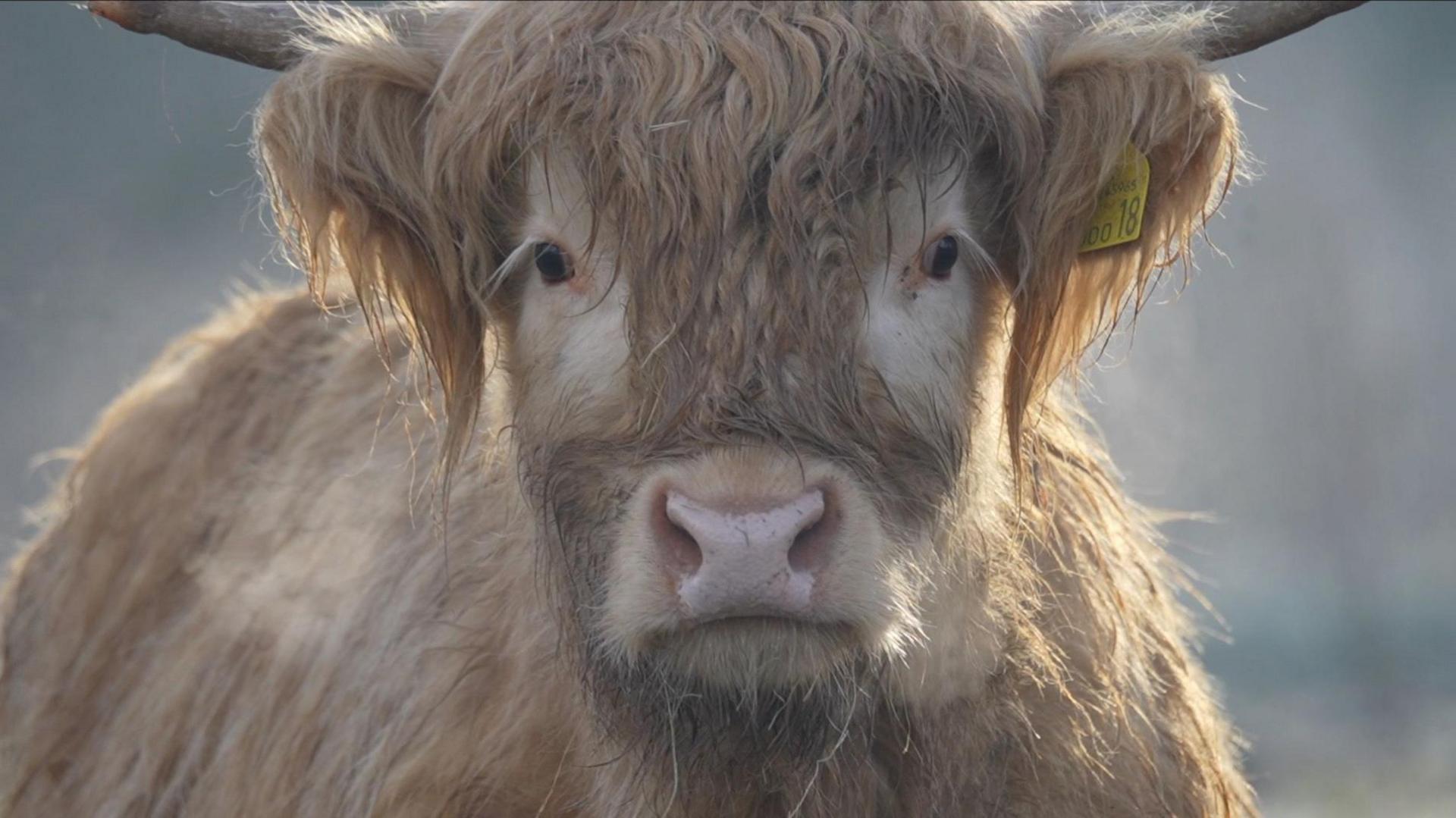 A Highland cattle, looking straight at the camera. 