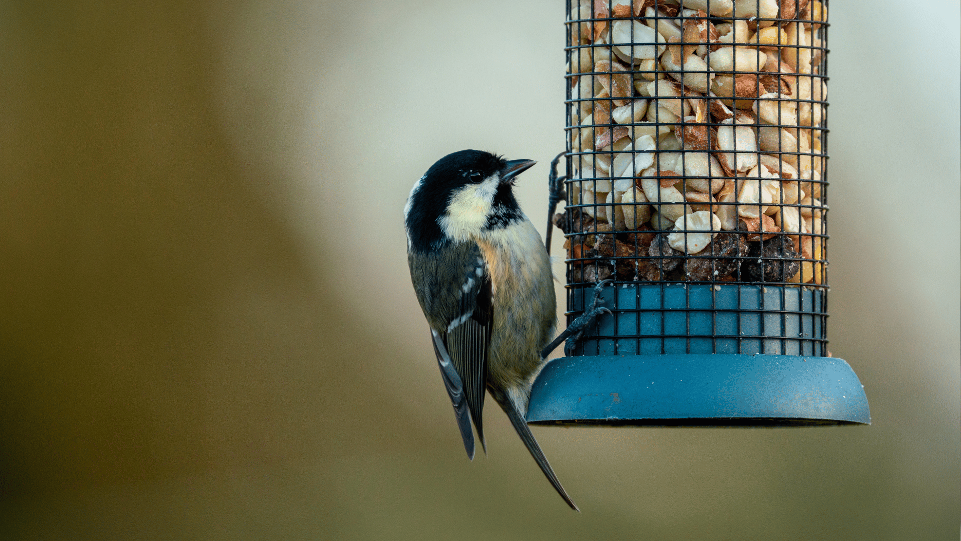 Image shows a blue tit on a bird feeder